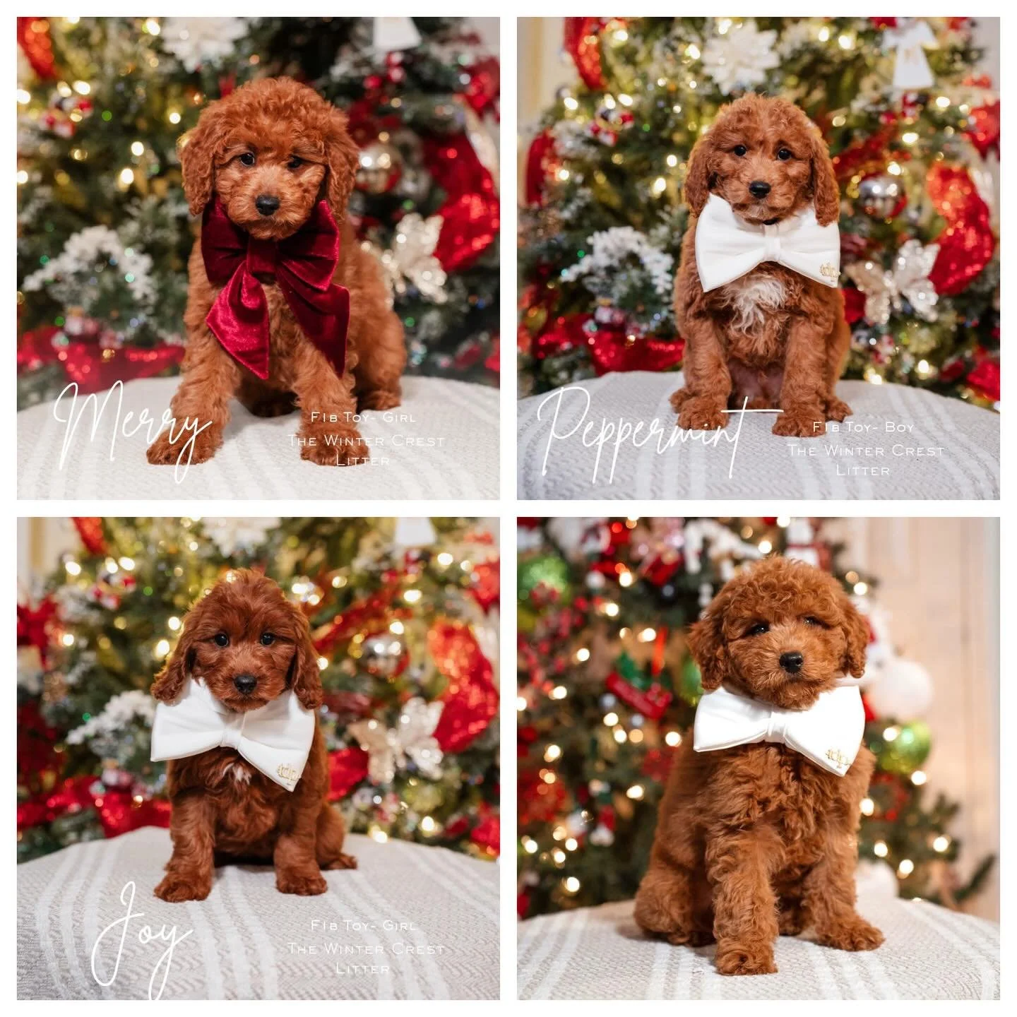🎉 Black Friday Weekend Special! 🎉
We&rsquo;re kicking off the holiday season with an amazing deal! Enjoy $100 OFF your next pup now through Sunday, November 30th!

If you&rsquo;ve been thinking about adding a sweet Goldendoodle to your family, this