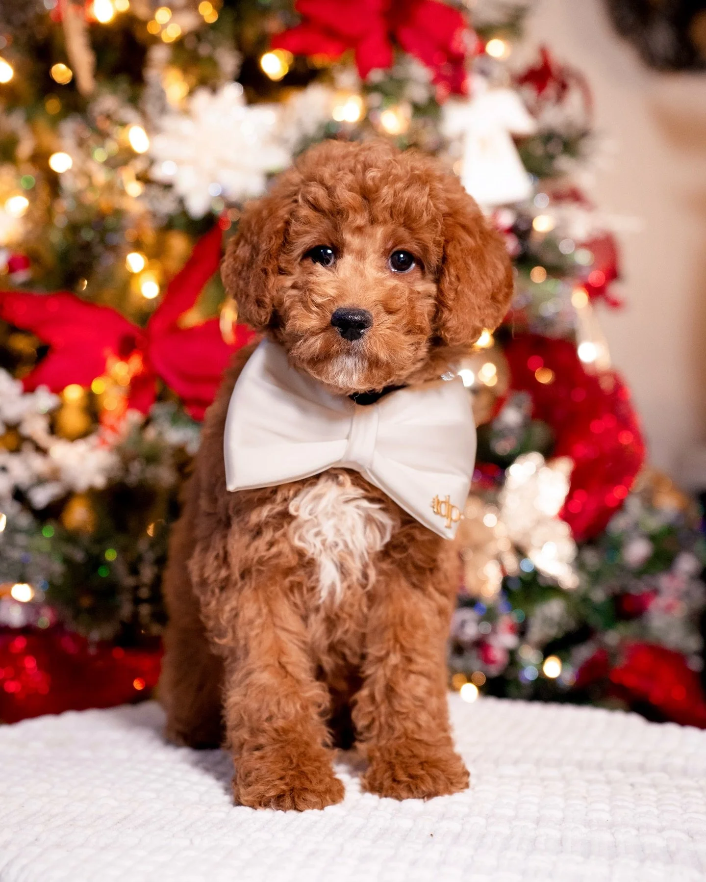Our handsome boy Peppermint wants to say hello! 🐶✨
He is an F1b toy Goldendoodle and is currently looking for a loving family.
For more information, feel free to contact us at 615-609-4596 or visit our website BellemereGoldendoodles.com!