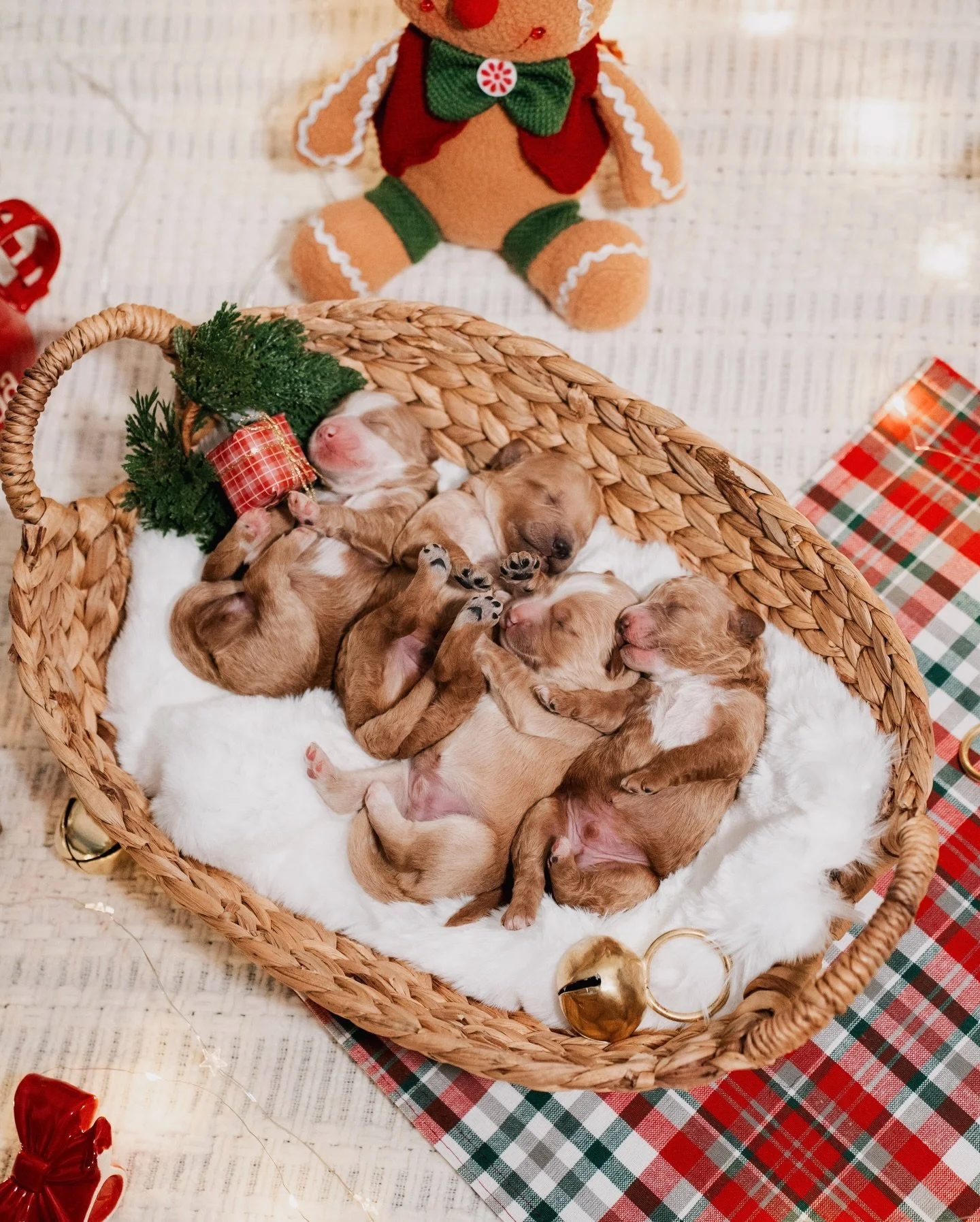 Say hello to Nori&rsquo;s Gingerbread Cottage litter. These sweet F1b mini Goldendoodles arrived on November 28 and are already bringing so much joy. We expect them to mature around 25 to 27 pounds, with the soft temperaments and cuddly teddy bear lo