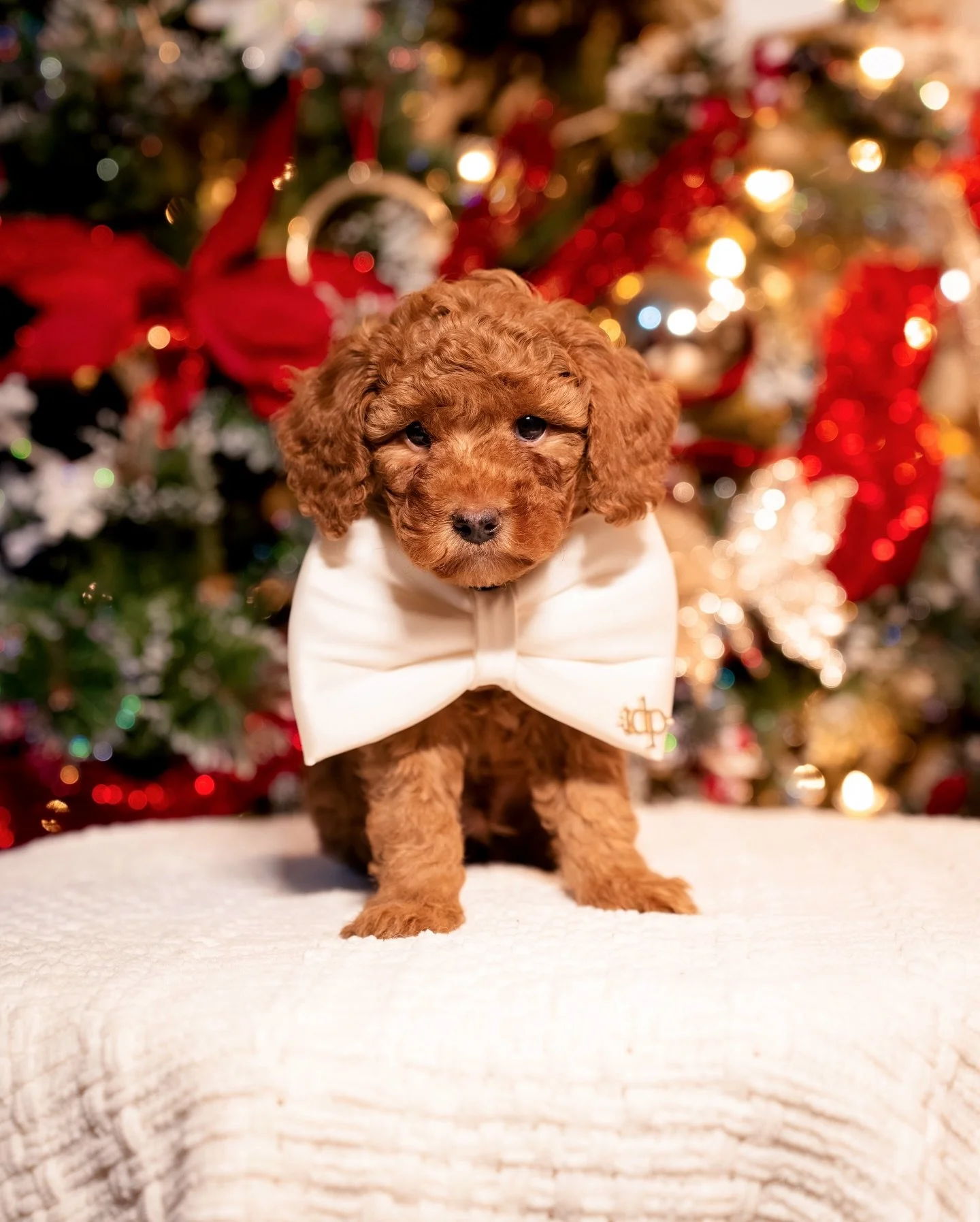 It&rsquo;s been a while since we last saw all of Leah&rsquo;s babies! Our boys Seth, Quil, and Sam are still looking for their forever homes. Puppies had their first vet visit today so puppies are ready to go home! 

If you&rsquo;re interested in on 