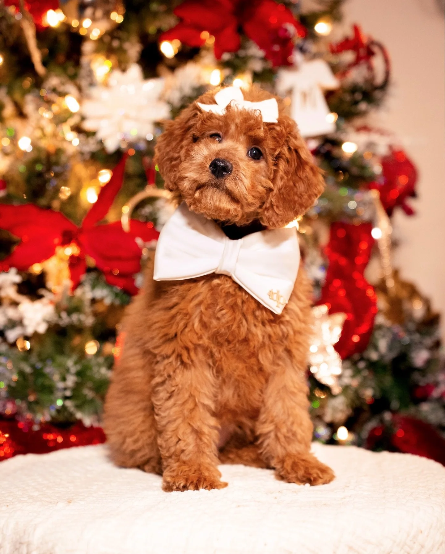 Our girl Merry says hi! Merry is the last girl of her litter and ready for her forever home! 

Literally the cutest little thing. If you&rsquo;re looking for the perfect to bring joy into your home, Merry is your girl! Full of personality, with great