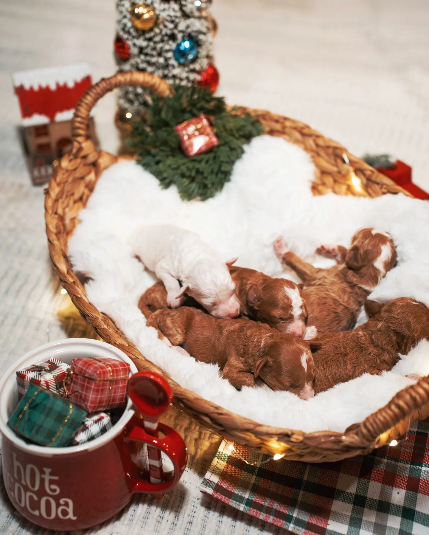 🚨 TOKYO &amp; RIO 🚨
Our Money Heist themed litter has officially arrived and we are already obsessed. Tokyo delivered her F1bb babies on 11/30/25 and every pup is thriving. This pairing has always been one we were excited about and seeing how beaut