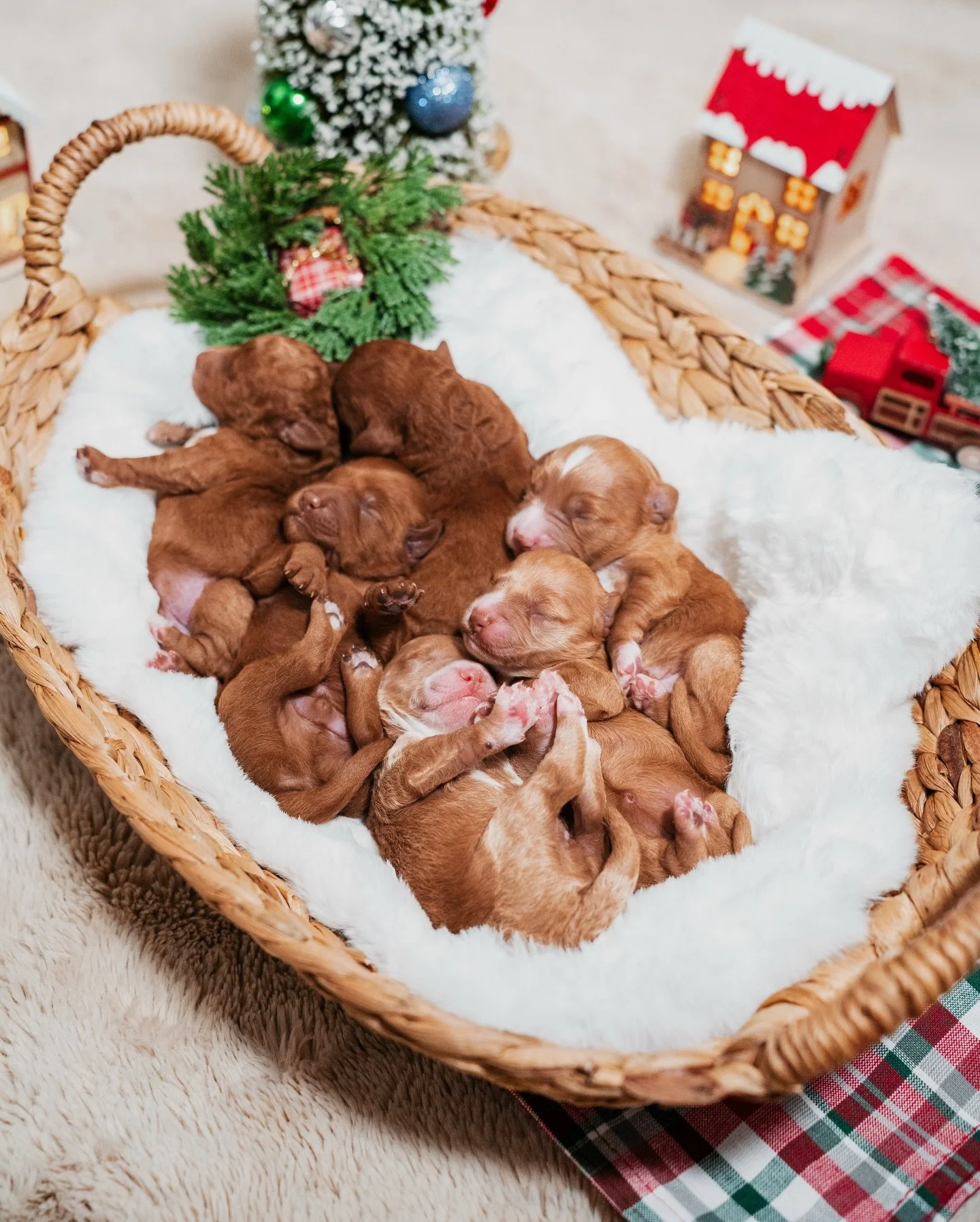Celeste and Rio gave us something truly special with this pairing. We knew these babies would be beautiful, but the consistency and quality in this litter are already blowing us away. These little ones are F1b goldendoodles and were born in 12/07/25 