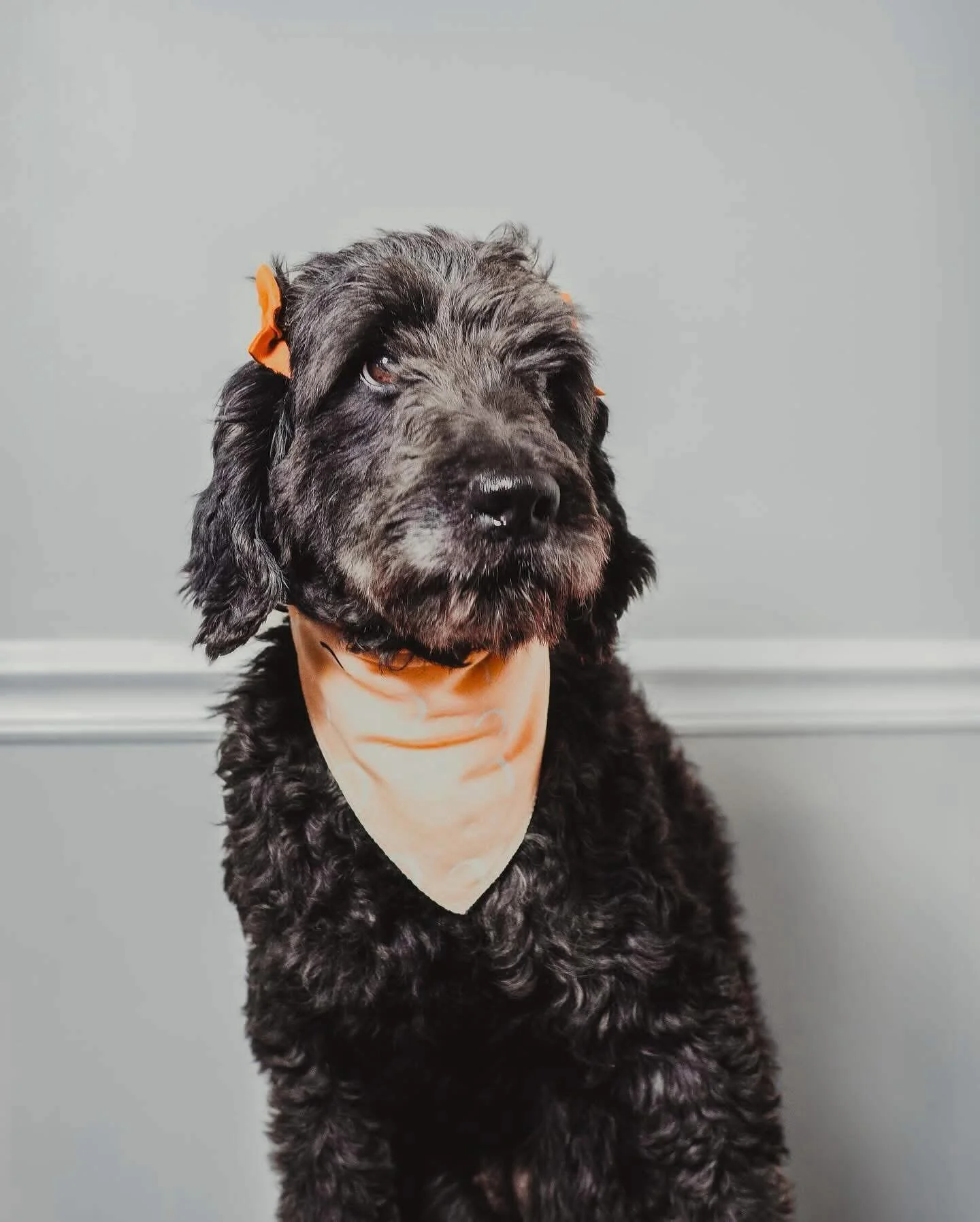 🌸 Bellemere is thrilled to announce 🌸
Our sweet girl Summer is expecting her litter of F1B Mini Goldendoodles this January! 🐶✨

We can&rsquo;t wait to meet these precious little ones. Her official waiting list will be available on our website in t