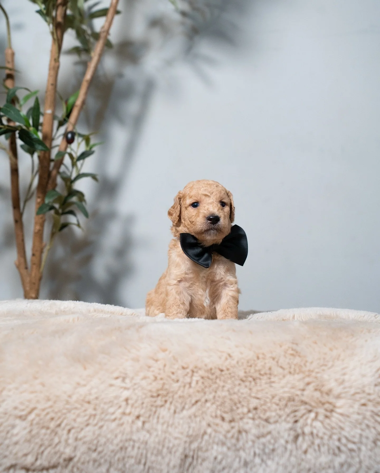 What better end to end the year than by introducing the newest members of our family! These little ones will be F1b medium goldendoodles and will be ready to go home by the start of Feb!