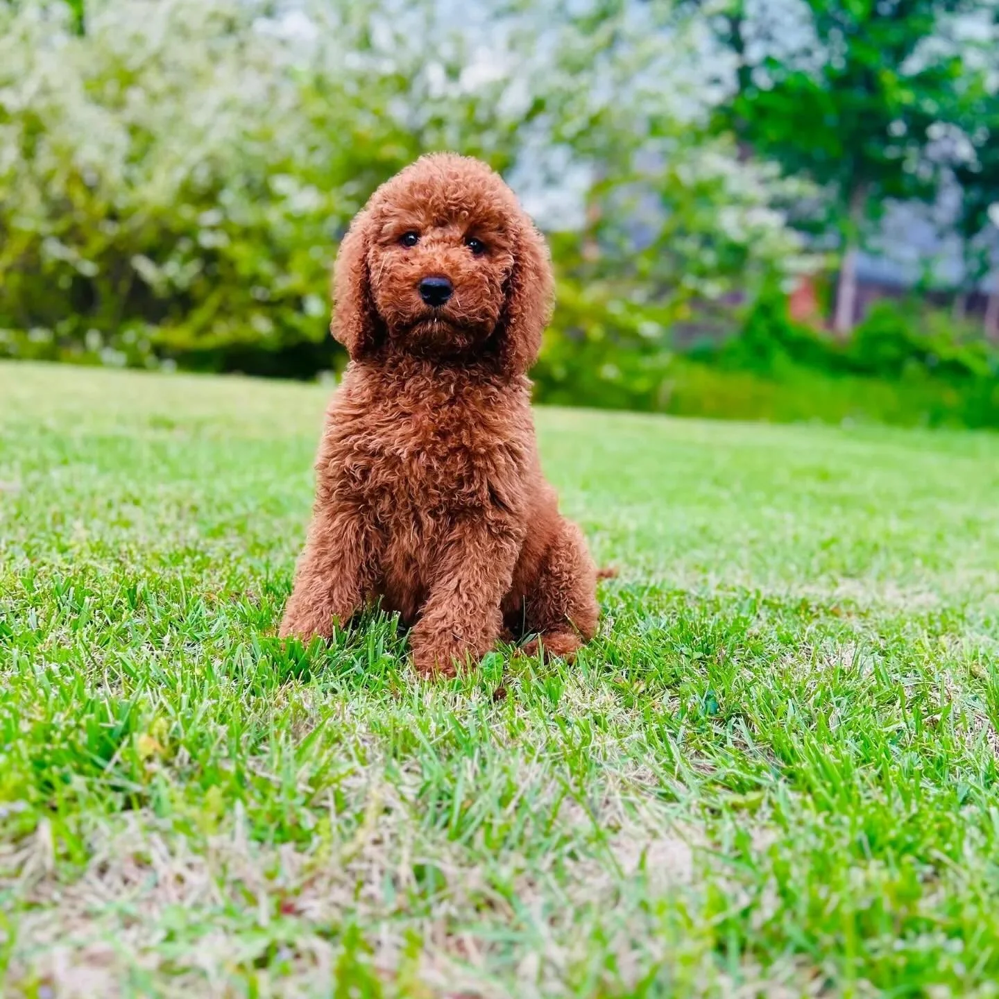 ✨ Bellemere has an exciting announcement! ✨
Let&rsquo;s bring in the New Year with something truly special! As we head into Spring/Summer, we&rsquo;re thrilled to share that we will be placing more of our adorable female &amp; male pups into our Guar