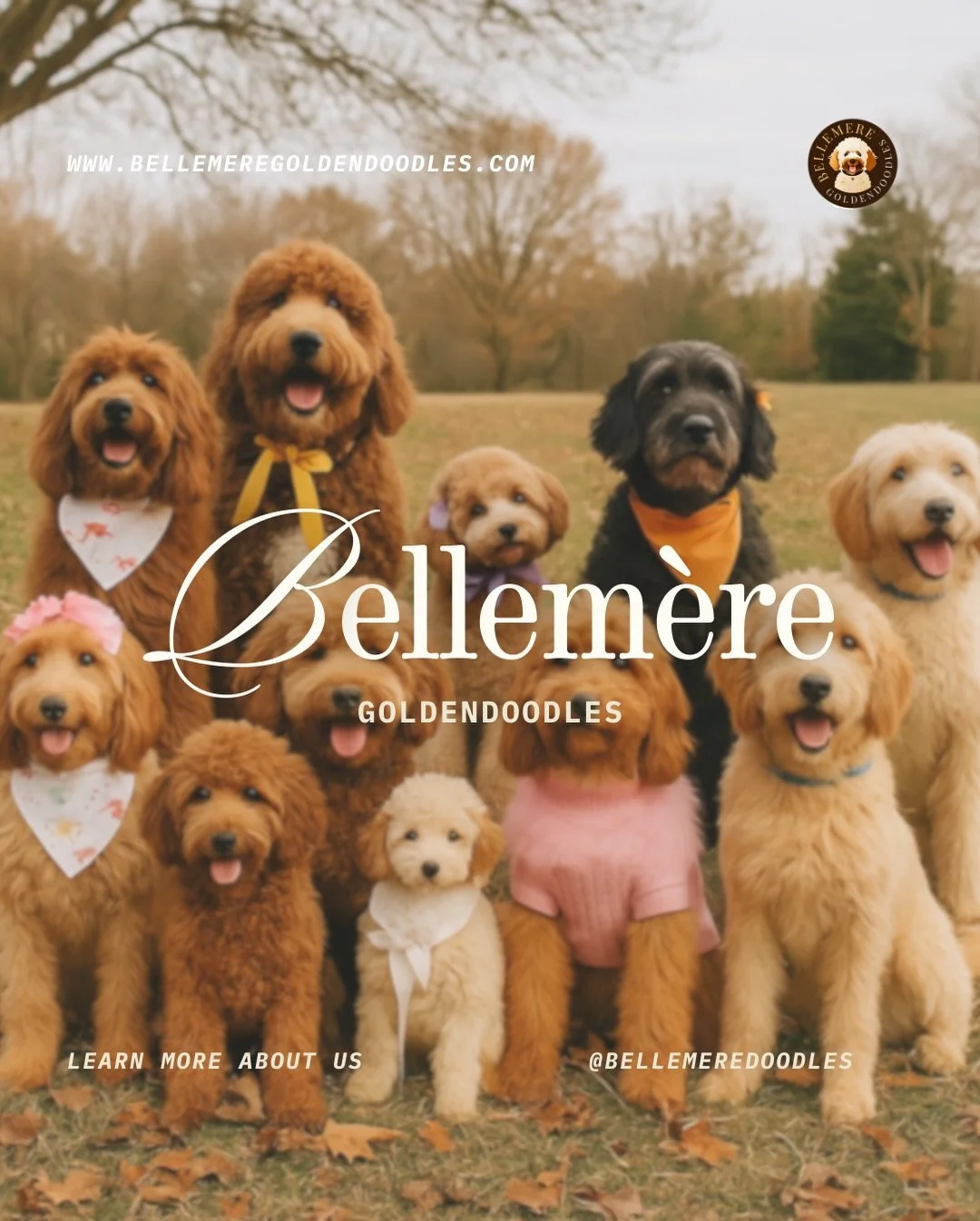 Get to know us a little more 🤍
Our story began in 2017 when we welcomed our very first Goldendoodle into our home. From that moment on, our goal has always been the same, to raise loving, well rounded puppies that families can truly feel confident b