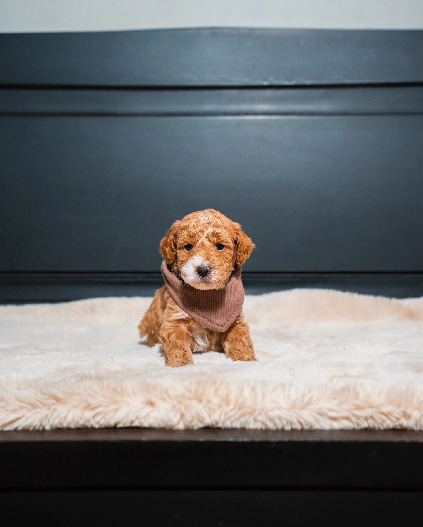 The Cedar Grove litter from Celeste and Rio is now 4 weeks old, and they&rsquo;re developing beautifully. Personalities are starting to shine, eyes are bright, and those rich red and maple-toned coats are coming in so nicely.

Indie, Cedar, Forrest, 