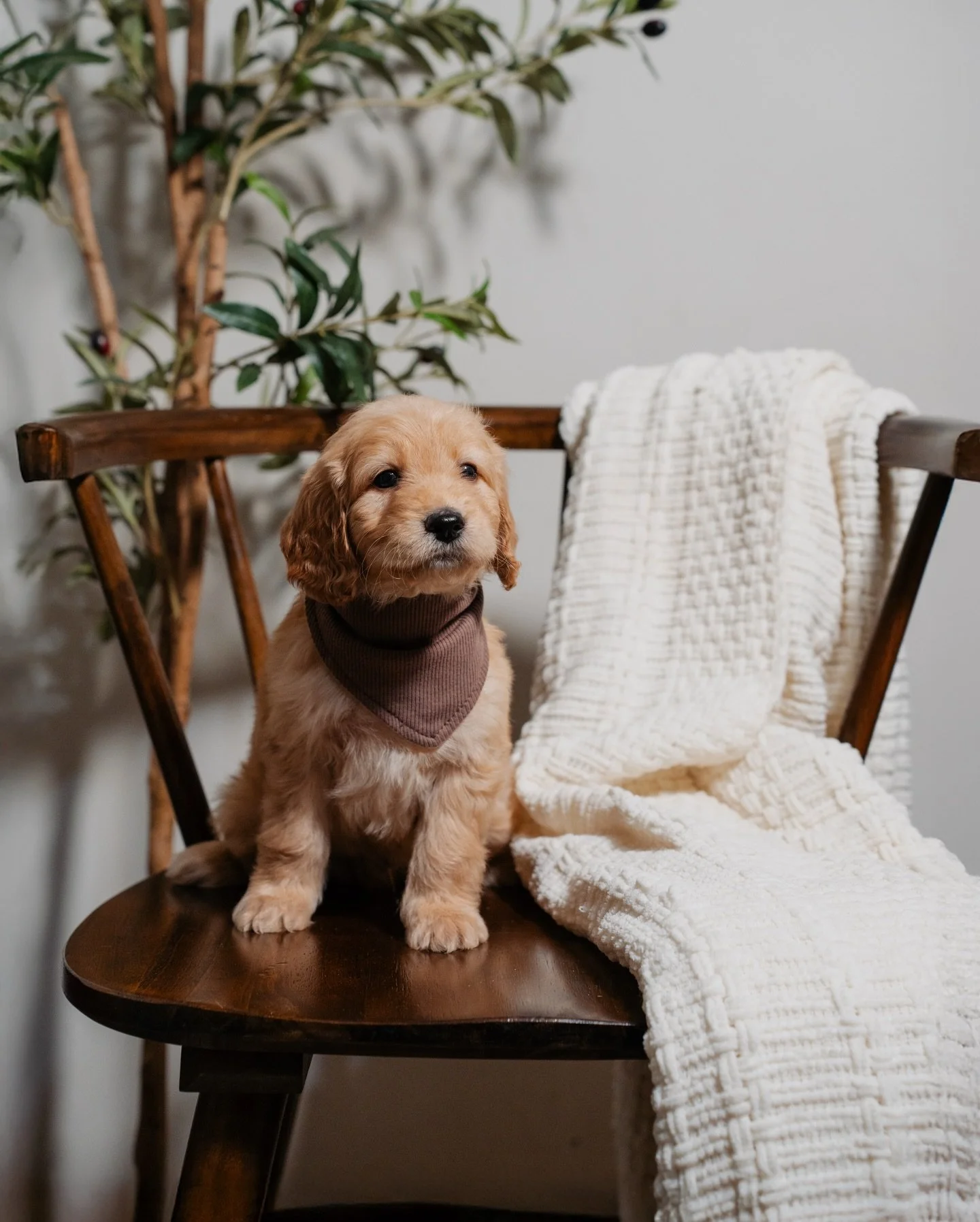 The Heirloom litter continues to mature with such quiet confidence 🤍
These puppies have reached a stage where their temperaments are truly shining, calm, observant, affectionate, and well balanced. Each one is progressing beautifully as we focus on 