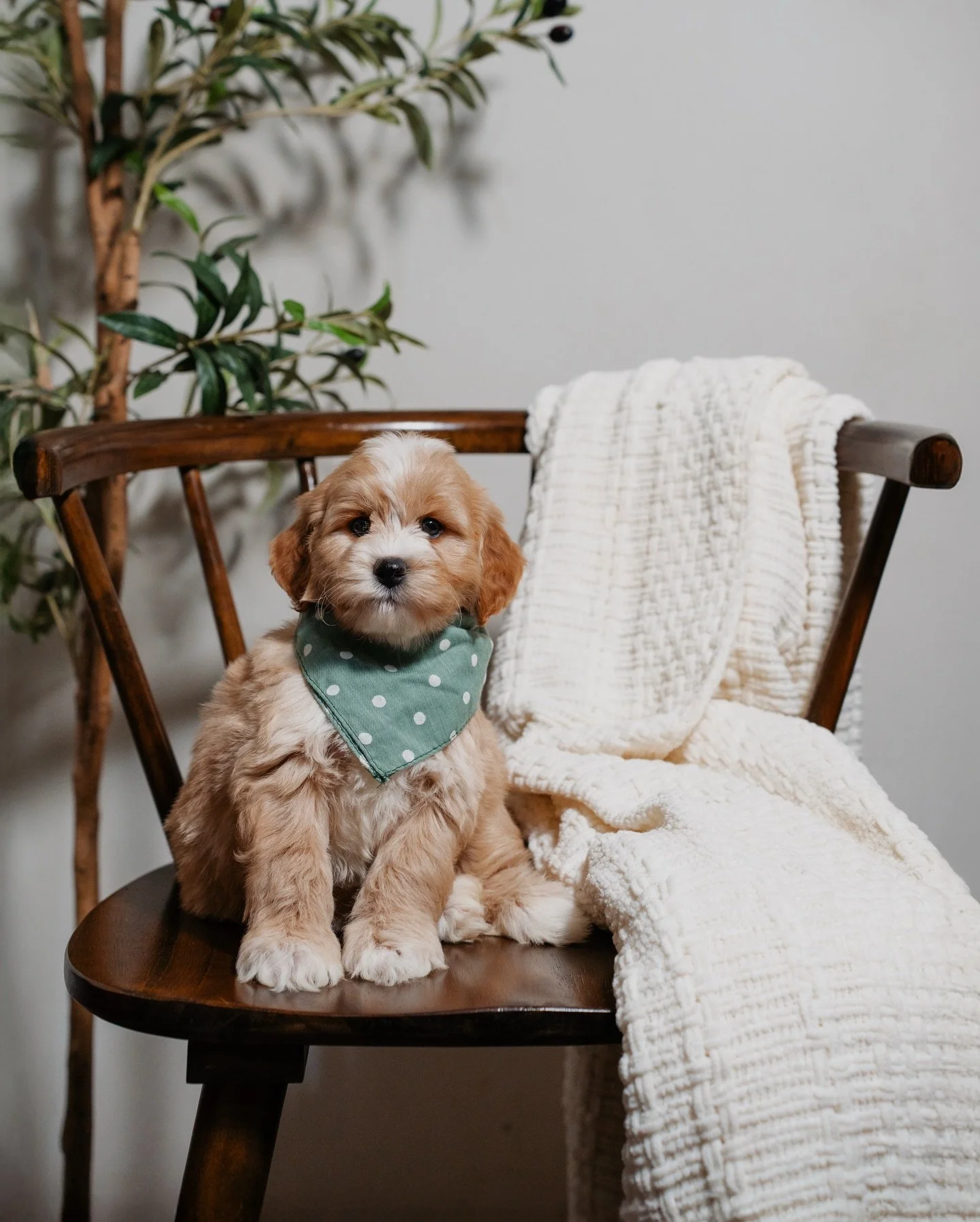 Nori&rsquo;s litter has truly surpassed our expectations 🤍
From temperament to overall development, these puppies have continued to impress us at every stage. They&rsquo;re confident, affectionate, and settling beautifully. Showing exactly the kind 