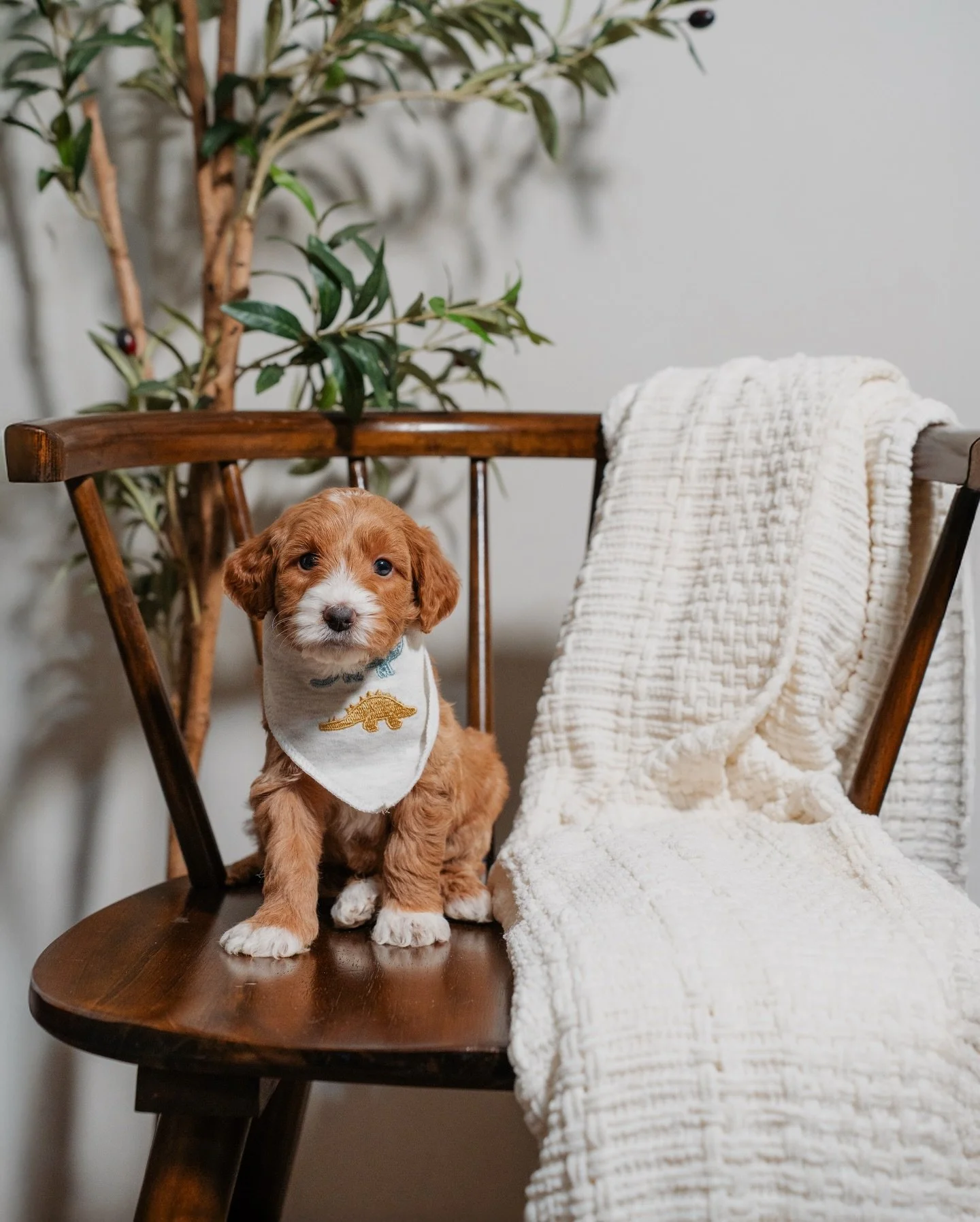 It&rsquo;s been a few weeks since our last update, and Celeste&rsquo;s Cedar Grove litter has continued to mature so beautifully 🌿
These puppies are now entering their final weeks with us, showing wonderful progress in temperament, confidence, and o