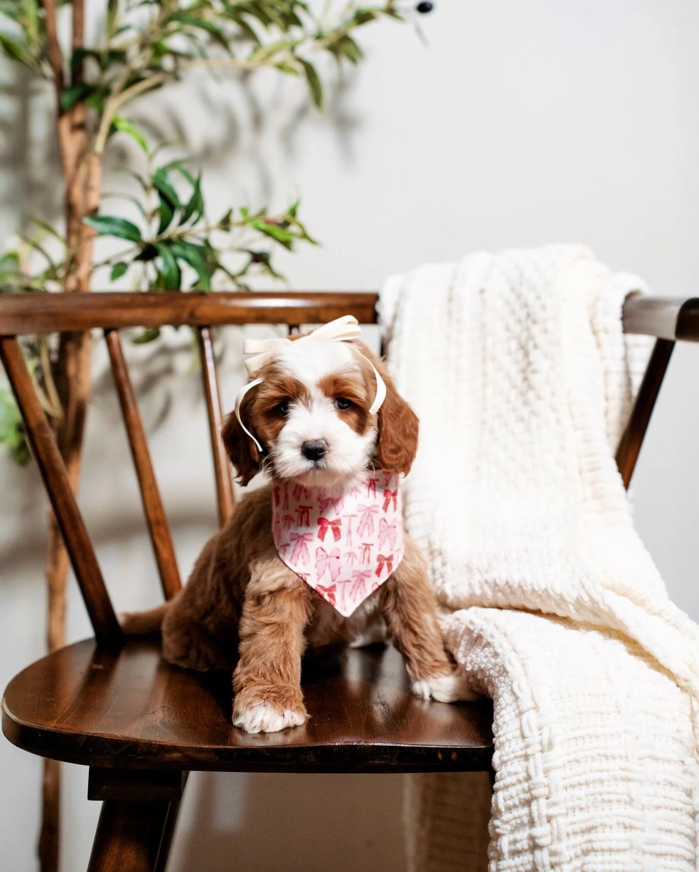 Meet our girl Nellie✨

From the moment she was born, Nellie showed incredible qualities that made her stand out right away. She is the daughter of our sweet girl Nori and is a beautiful F1b tuxedo girl who truly represents what we strive for in our p