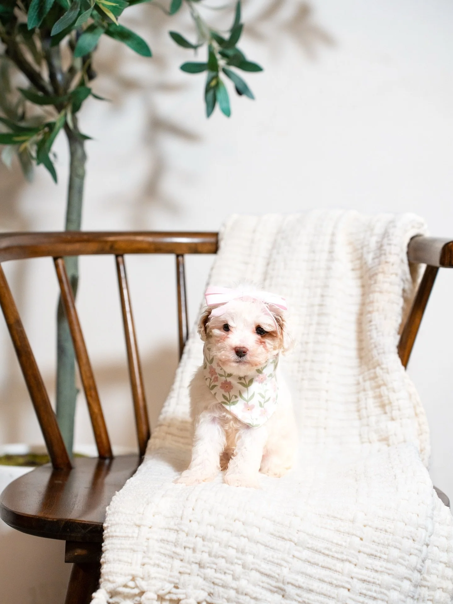 Tokyo&rsquo;s little crew continues to steal hearts with every passing day. Their personalities are beginning to shine, and each puppy brings something special to the group. From sweet cuddles to curious little moments, this litter has been such a jo