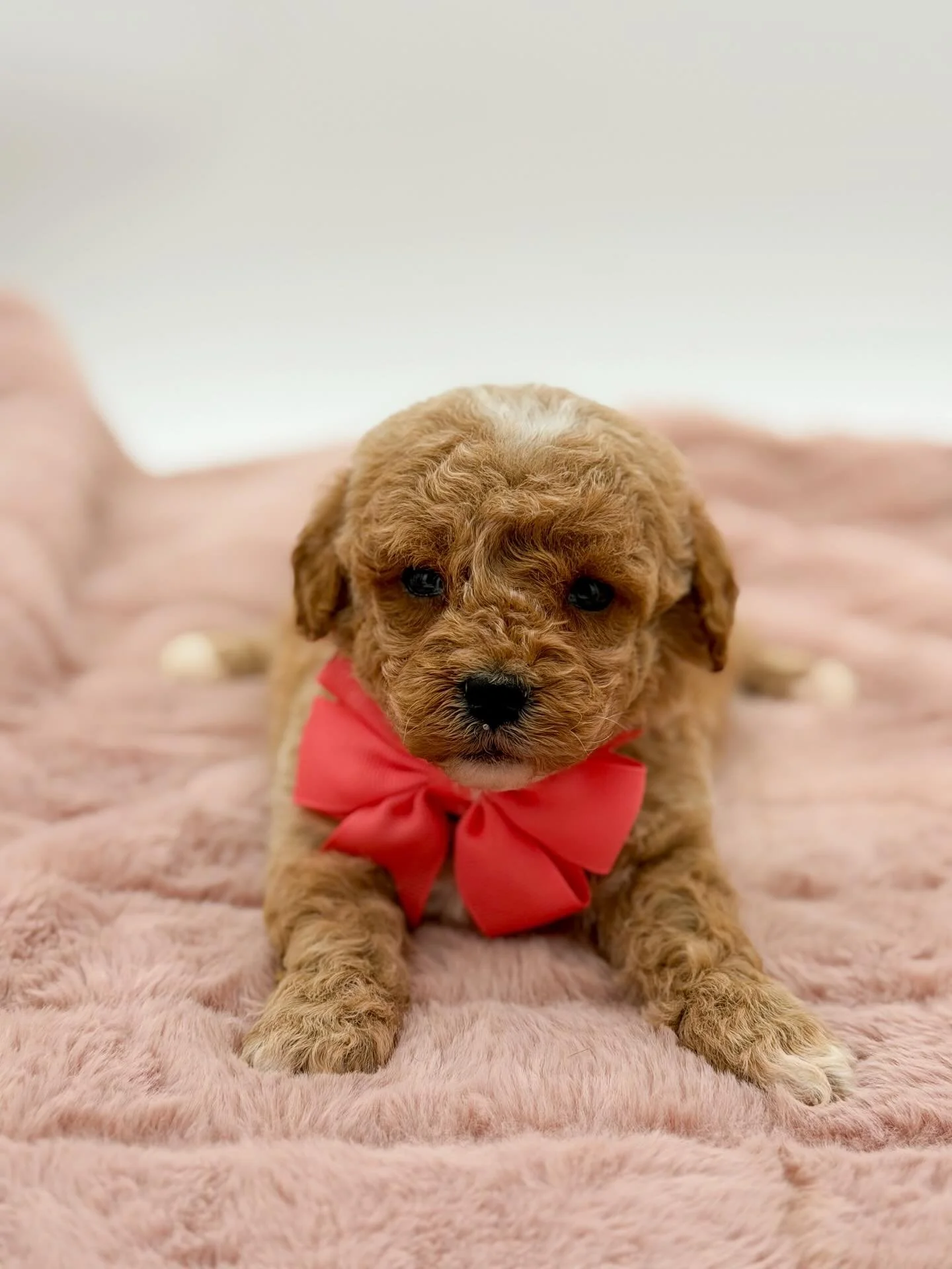 We&rsquo;re beyond excited to share some sweet news! 🤍🐾
We are happy to announce our newest litter of 3 Toy Goldendoodles, and they are already melting hearts. For this special litter, we went with an adorable Lucas-inspired theme, and each pup per