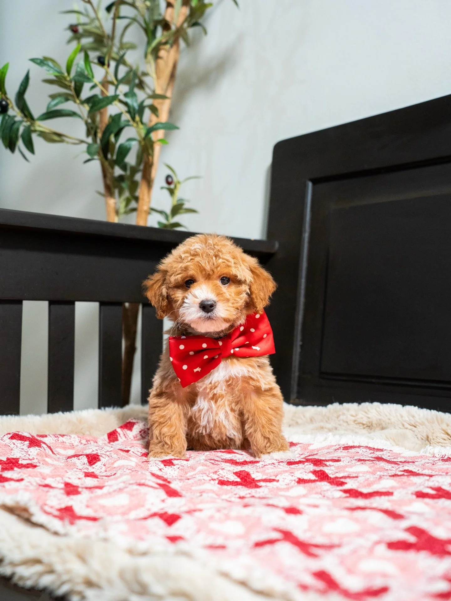 Time is flying with this sweet group. Just a short while ago they were tiny and mostly napping, and now they are up exploring, playing with their littermates, and showing us more of their little personalities every day. Their confidence has grown so 