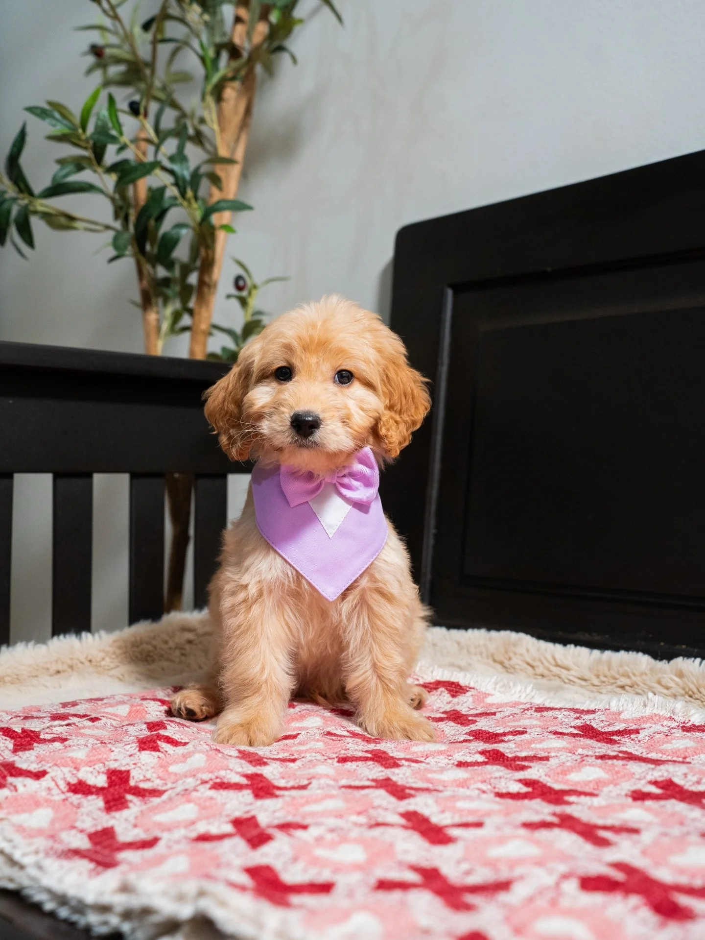 Heirloom litter puppy update 🐾

These little ones have grown so much lately. They&rsquo;re more curious and more playful each day, and their personalities are really standing out now. At this stage you can truly start to see the differences between 