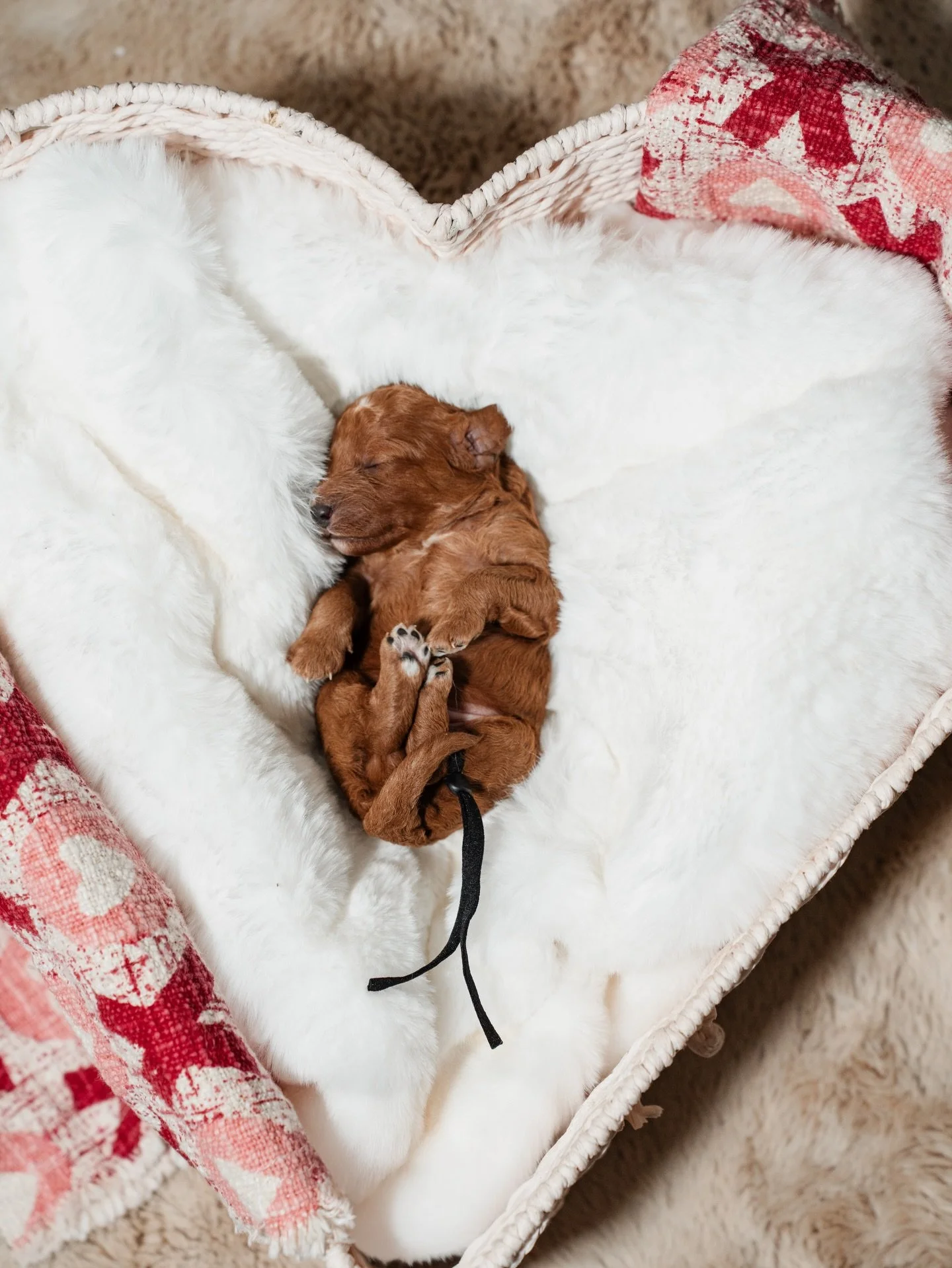 Our girl Ebi recently four beautiful puppies meet Quill, Verse, Fable, and Rhyme 🤍

These sweet babies are just a few days old and are settling beautifully into their newborn stage. Right now their days are filled with sleeping, nursing, and growing