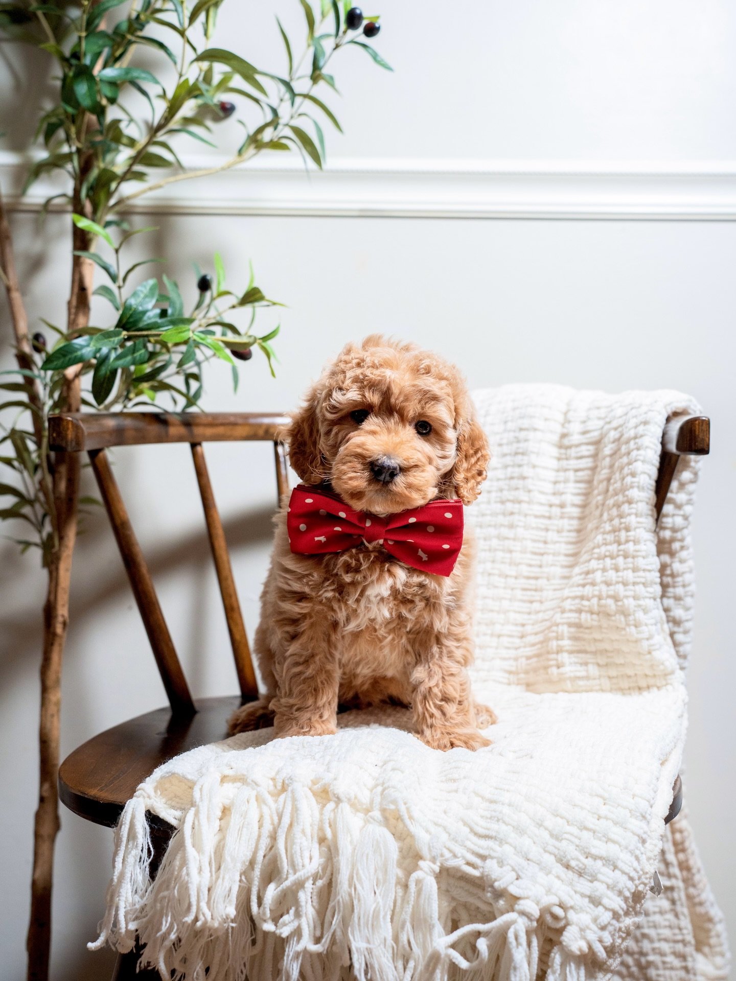 The Lucas litter had their vet visit today and we&rsquo;re happy to share that everyone checked out beautifully. Strong, healthy, and right on track.

They&rsquo;re growing more curious by the day, exploring their little world with those sweet, thoug