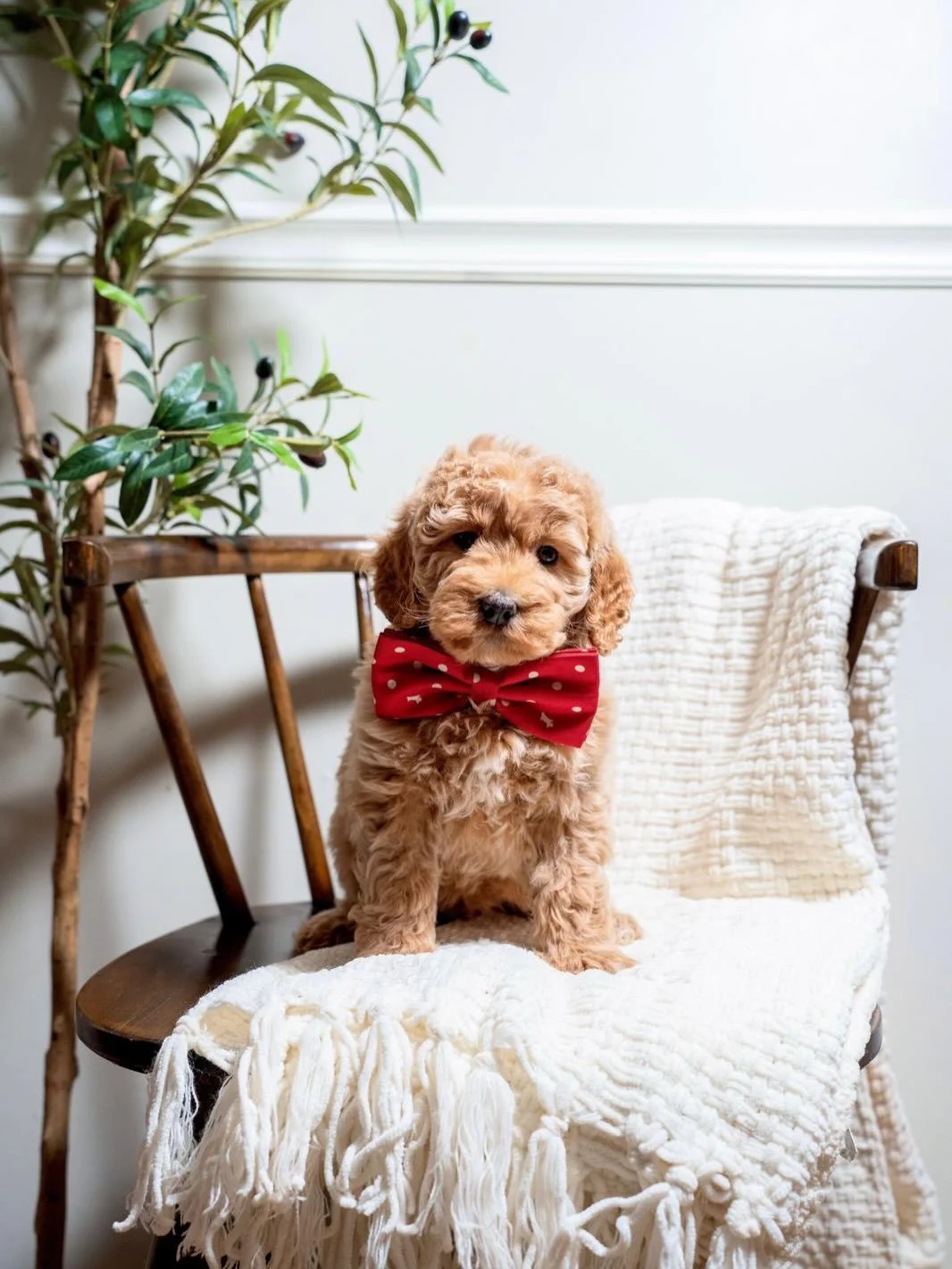 🐾🏡 Forever Homes Found Today! 🏡🐾

Our sweet boy Lucas, beautiful girl Indie, and handsome boy Toffie have officially found their forever families today! 💙🤎💕

Watching them leave is always bittersweet &mdash; from tiny paws and playful personal