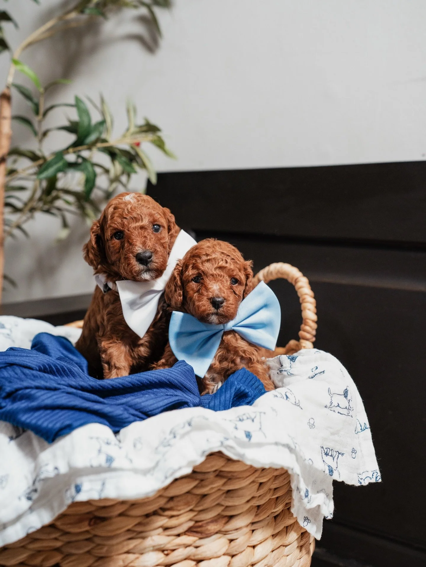 Ebi&rsquo;s babies just keep getting cuter by the day!