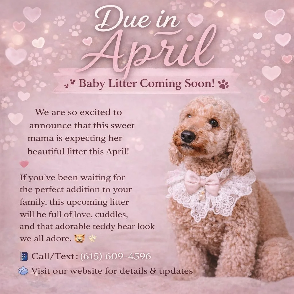 ☀️🐾 Just in time for summer!

If you&rsquo;ve been searching for a lovely new companion, now is the perfect time to reserve your future best friend. These sweet pups will be F1BB Toy Goldendoodles, expected to mature around 15&ndash;18 lbs full grow