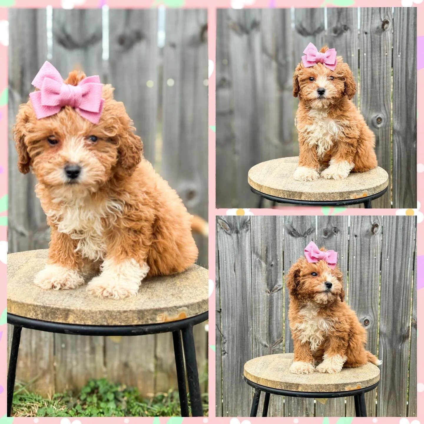 Meet our Princess 👸 Nairobi she is a gorgeous female toy F1bb Goldendoodle, she is sweet , affectionate and loves to be the center of the attention.Nairobi has a soft curly coat, for more information contact us at 615-609-4596 or follow our website 