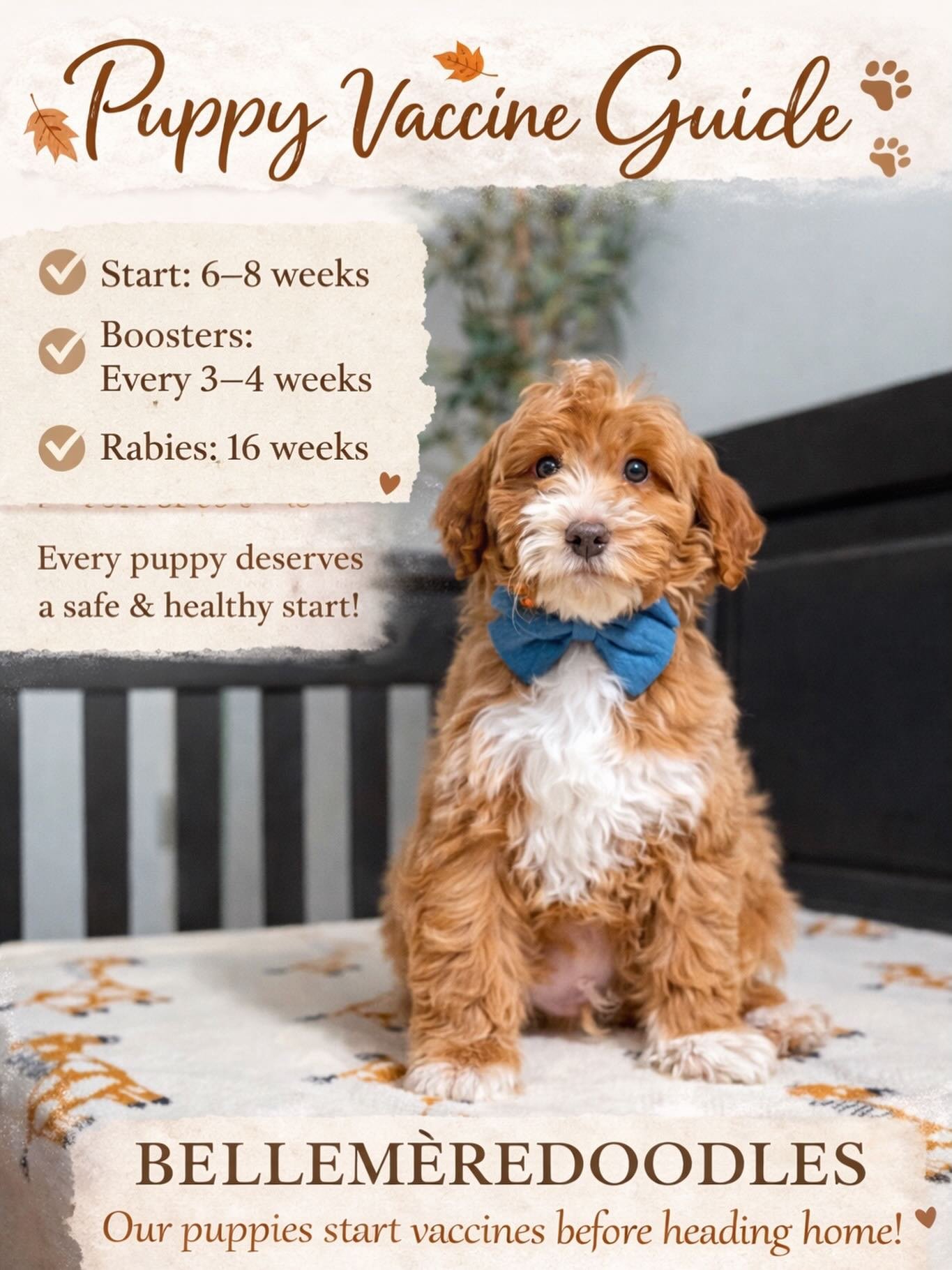 At Bellemere Goldendoodles, every puppy&rsquo;s journey begins with care, quality, and a strong foundation of health 🐾🤎

Keeping your puppy healthy starts with the right vaccines at the right time 💉✨

✔️ 6&ndash;8 weeks: First vaccines
✔️ Every 3&