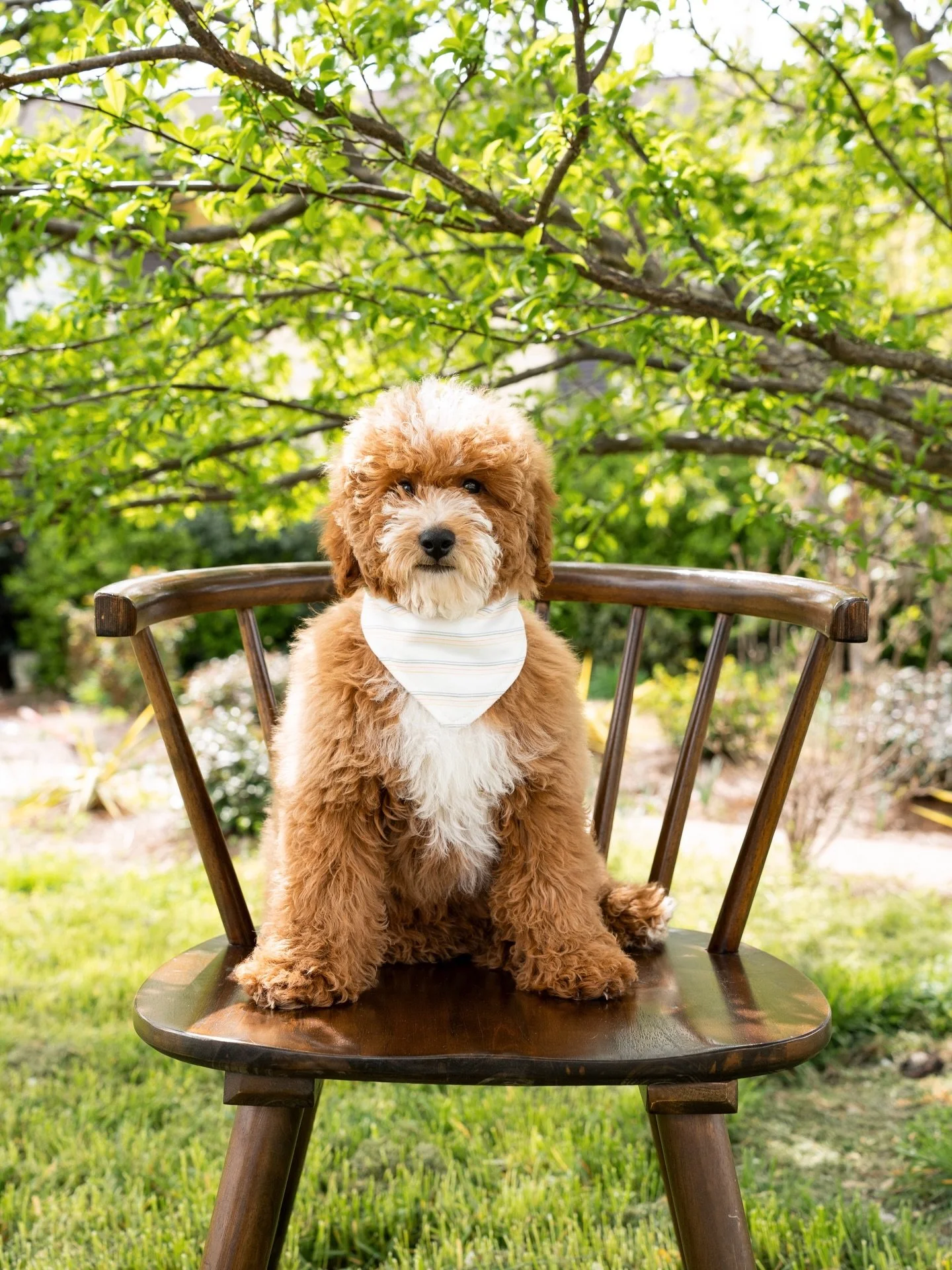 If you&rsquo;ve been looking for a puppy that could melt even the coldest of hearts&hellip; allow me to introduce myself. 🧡 Name&rsquo;s Biscotti, and yes, I&rsquo;m just as sweet as I sound. 🍪 #PuppyLove #Biscotti #DoodlePuppy&rdquo;