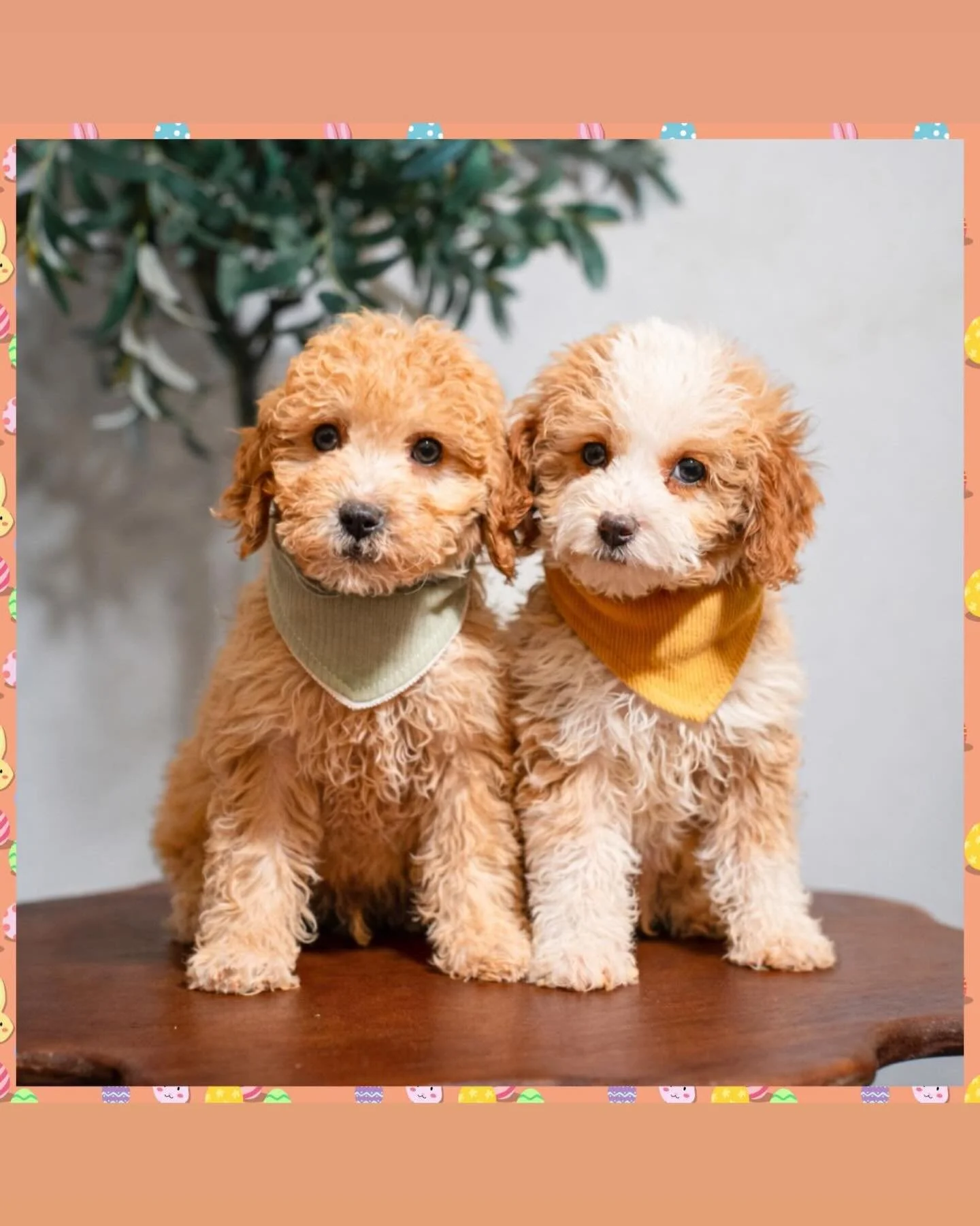 Meet our F1b Minnie Goldendoodles , Tahiti and Santorini-two sweet little beauties full of fluff , charm , and puppy love . Ready to brighten the hearts❤️ follow us on Bellemeregoldendoodles.com #F1bdoodles #clarksville or contact us at 615-609-4596.