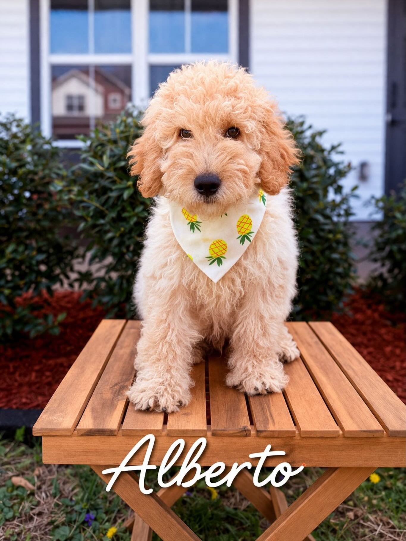 ✨ STOP SCROLLING&hellip; Meet Alberto 🐶💙 ✨

This handsome boy is still waiting&hellip; and we can&rsquo;t believe it!

Alberto is the total package:
✔️ Sweet personality
✔️ Playful and loving
✔️ Gorgeous coat
✔️ Ready to bring joy to his forever fa