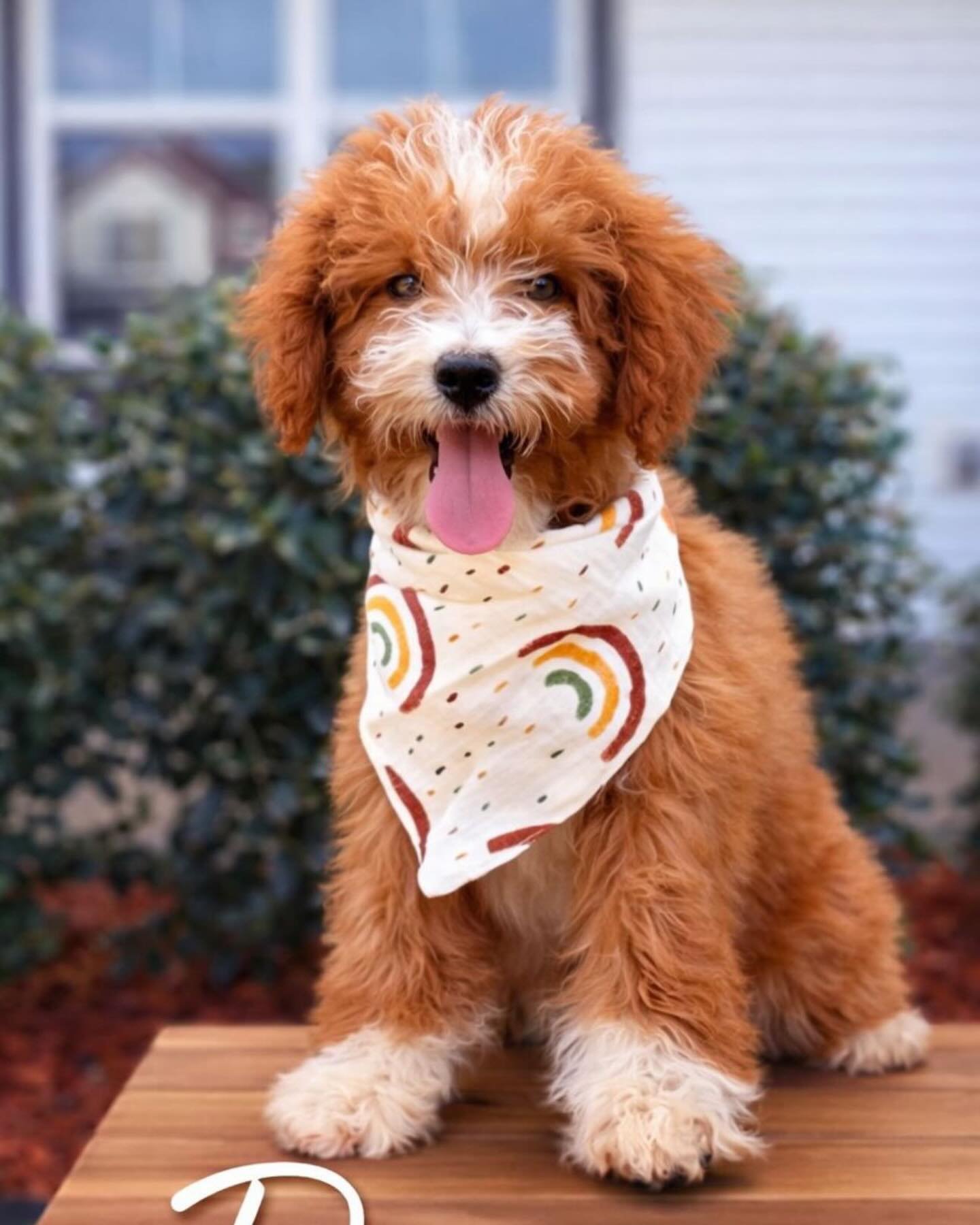 This handsome boy is ready for his forever family❤️! He has a soft , curly teddy-bear coat , loving personality, and is perfect for a small companion dog. ⭐️Hypoallergenic coat. ⭐️Sweet and playful temperament. ⭐️Perfect size for any happy home!  For