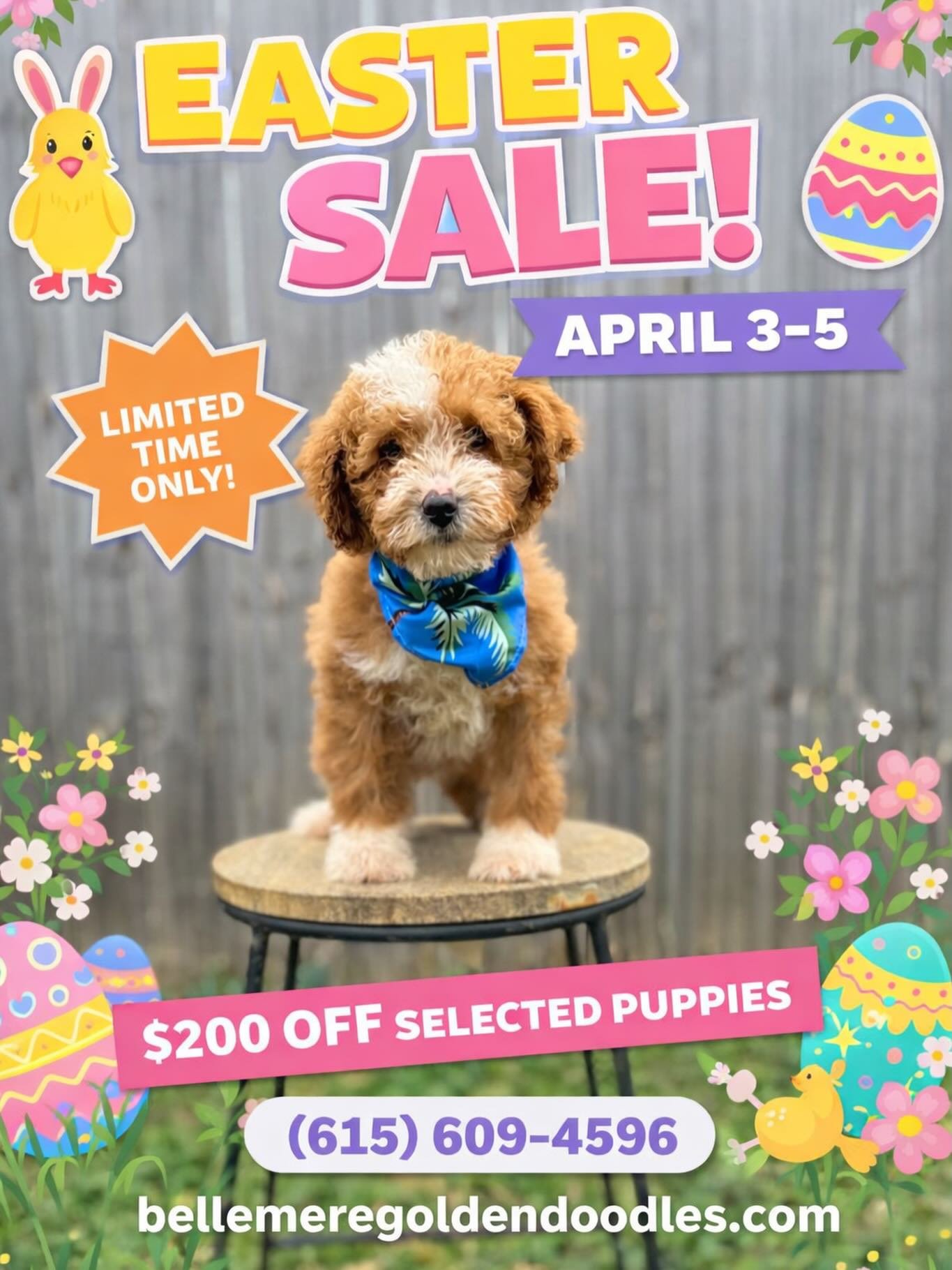 🌸🐣 EASTER WEEKEND SPECIAL 🐣🌸

Looking for the perfect addition to your family this Easter? 🐶💛
Our adorable, cuddly Goldendoodle puppies are ready to hop right into their forever homes!

✨ Soft, loving, and family-raised
✨ Perfect for kids &amp;