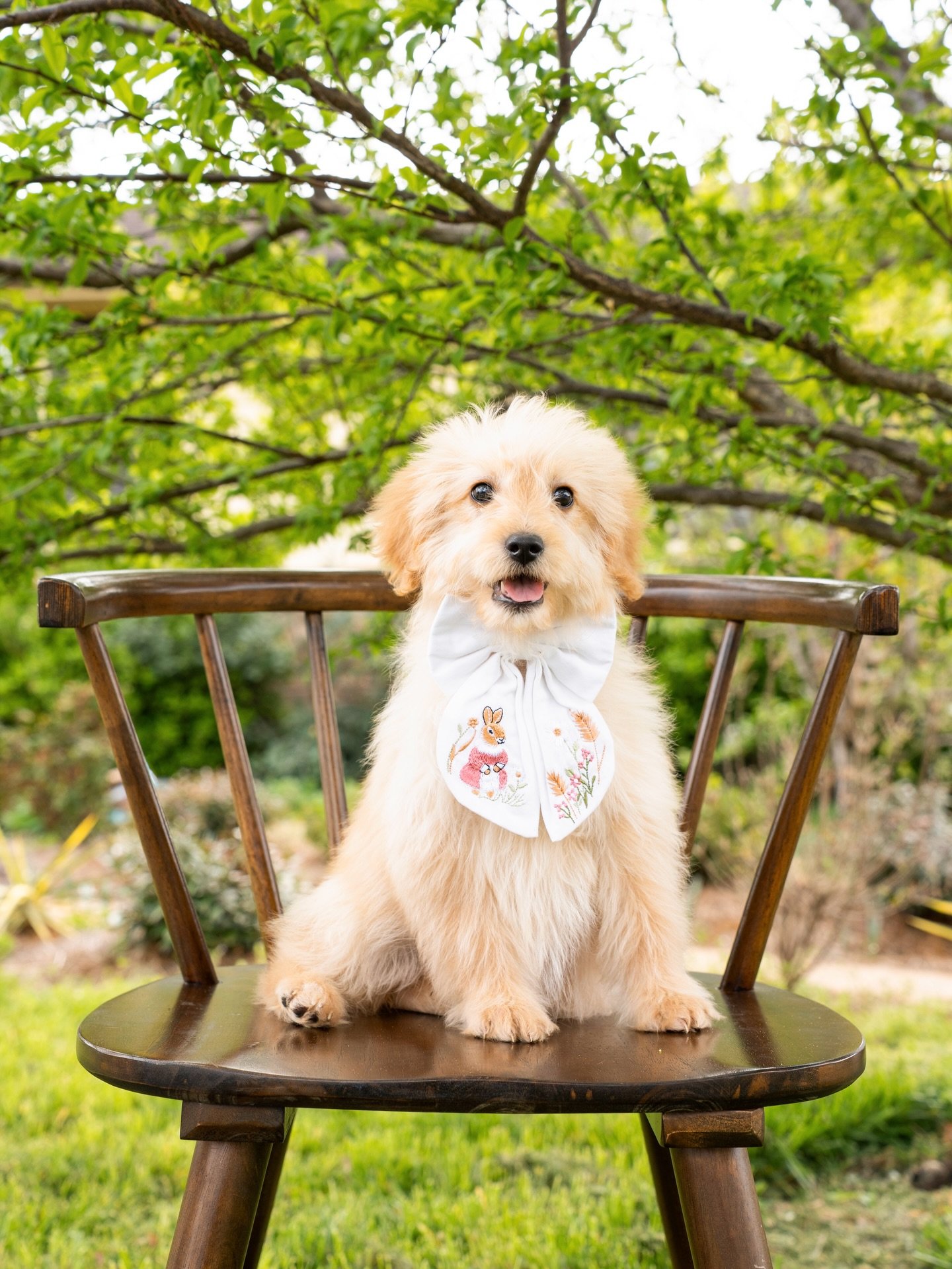 Our medium sized puppies keep getting cuter and cuter! 😊