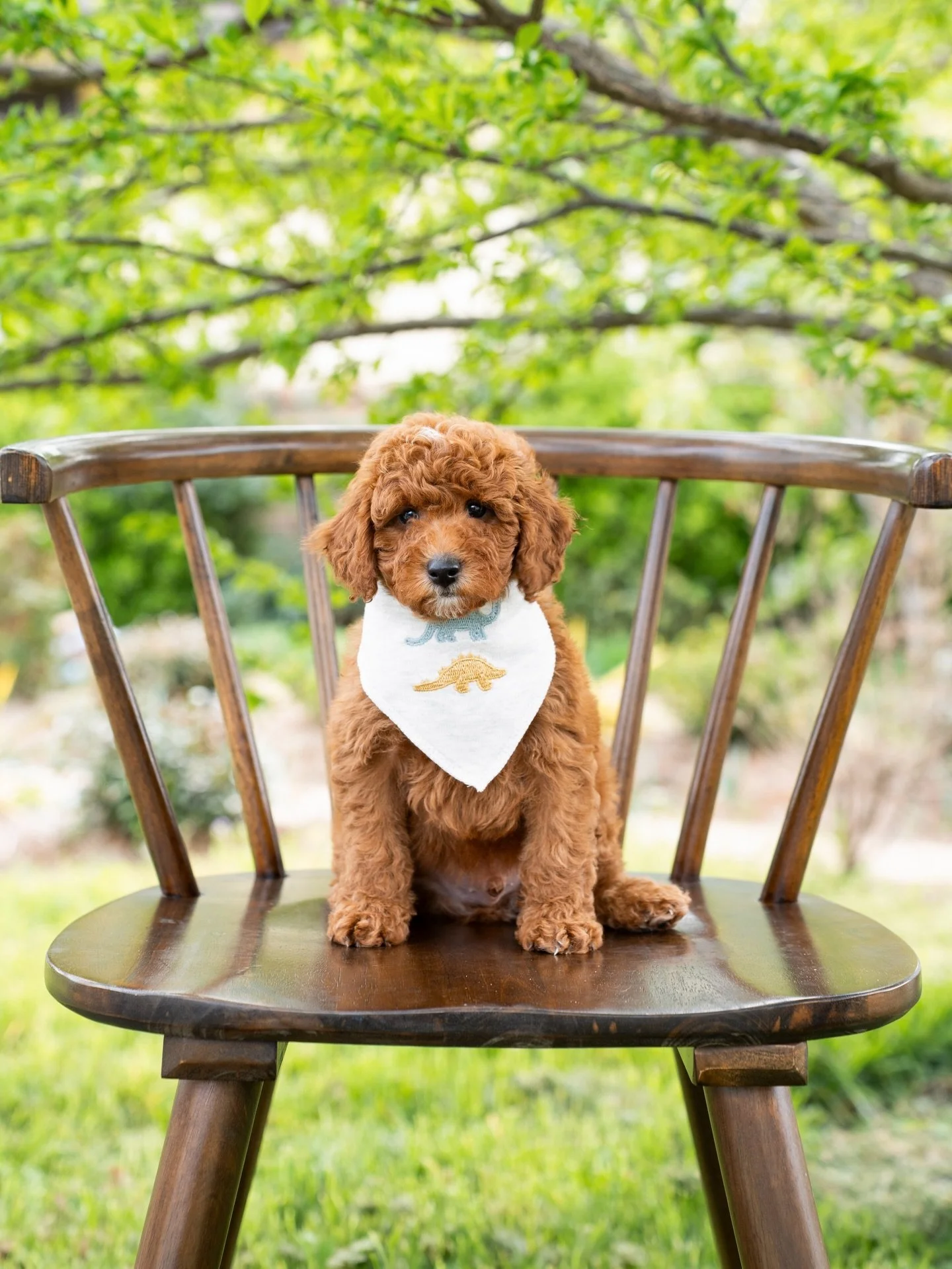 Ebi&rsquo;s little ones are ready to go home! Literally the cutest little teddies. If you&rsquo;ve been looking for a toy sized puppies and these little ones catch your eye make sure to reach out!