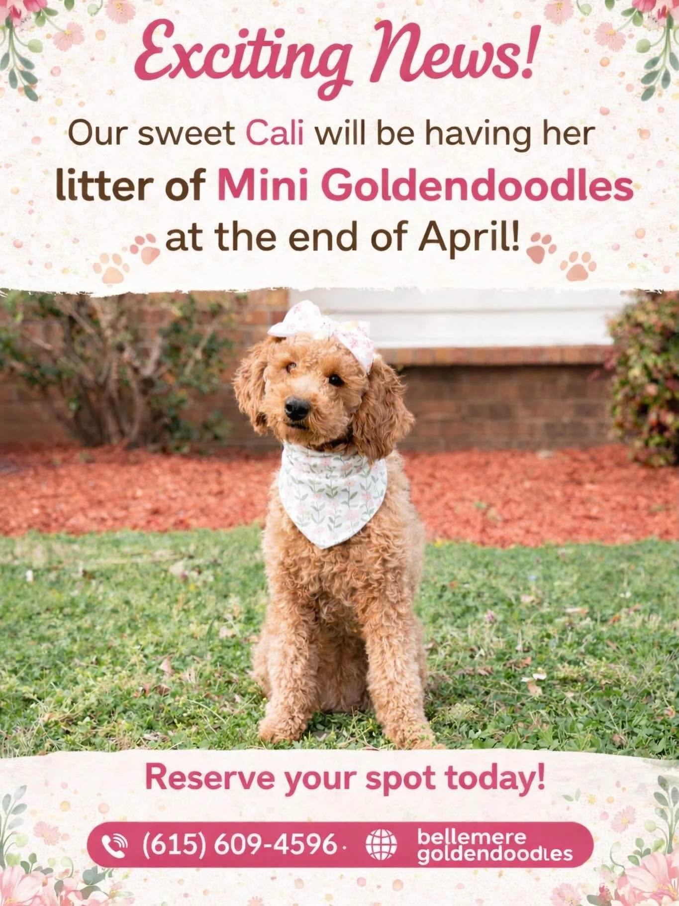 🌸🐾 Exciting News from Bellemere Goldendoodles! 🐾🌸

Our beautiful girl Cali is expecting! 💕
We are thrilled to announce that her litter of Mini Goldendoodles is due at the end of April!

✨ Expected adult weight: 18&ndash;27 lbs
🎨 Coat colors: Ap