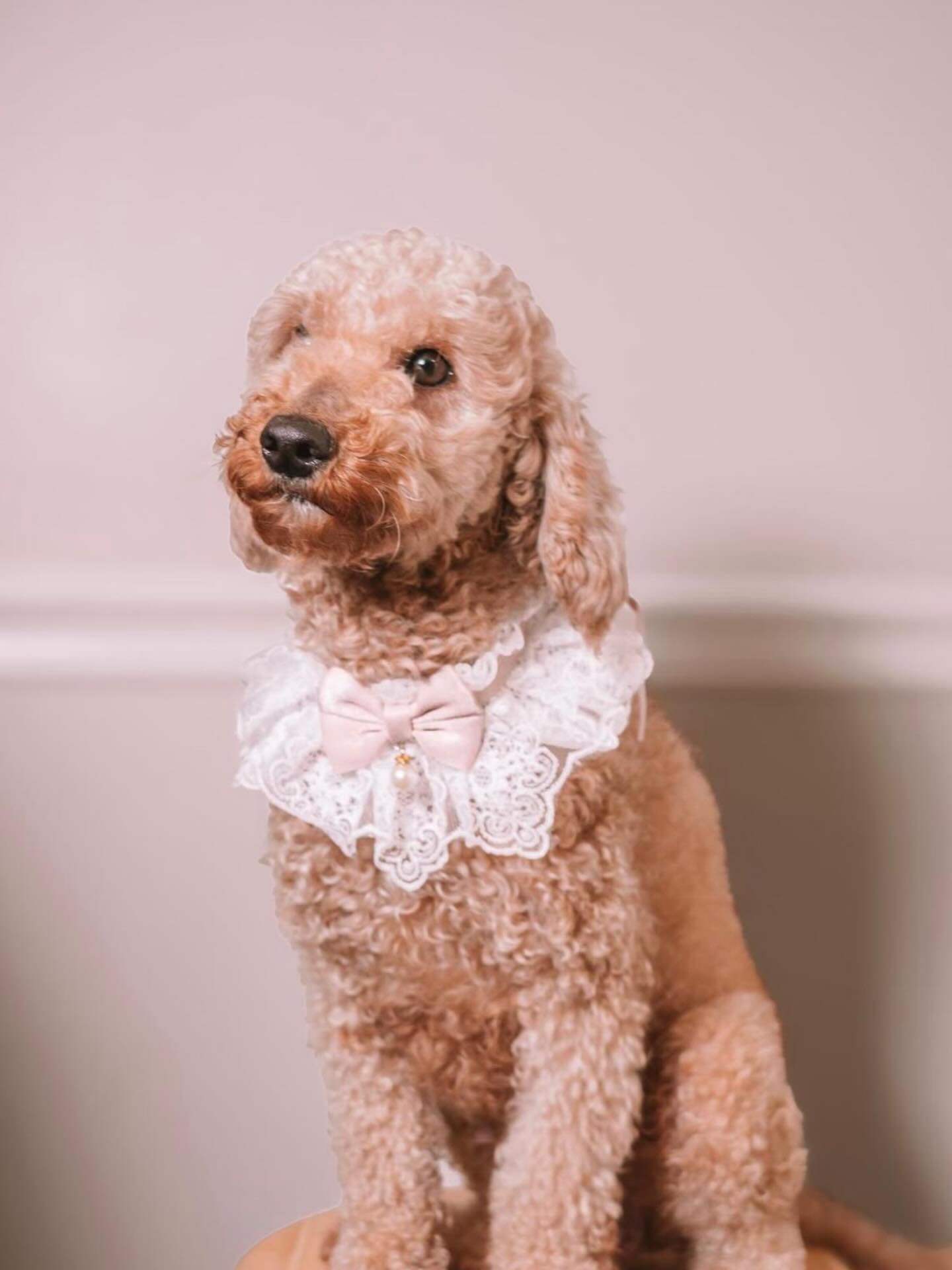 🐾✨ Exciting News from Bellemere Goldendoodles! ✨🐾

Our sweet girl Sophie has welcomed her beautiful litter of 4 Toy Goldendoodles 💙🐶

All males and absolutely adorable! These little guys are expected to be 15&ndash;18 lbs full grown &mdash; the p