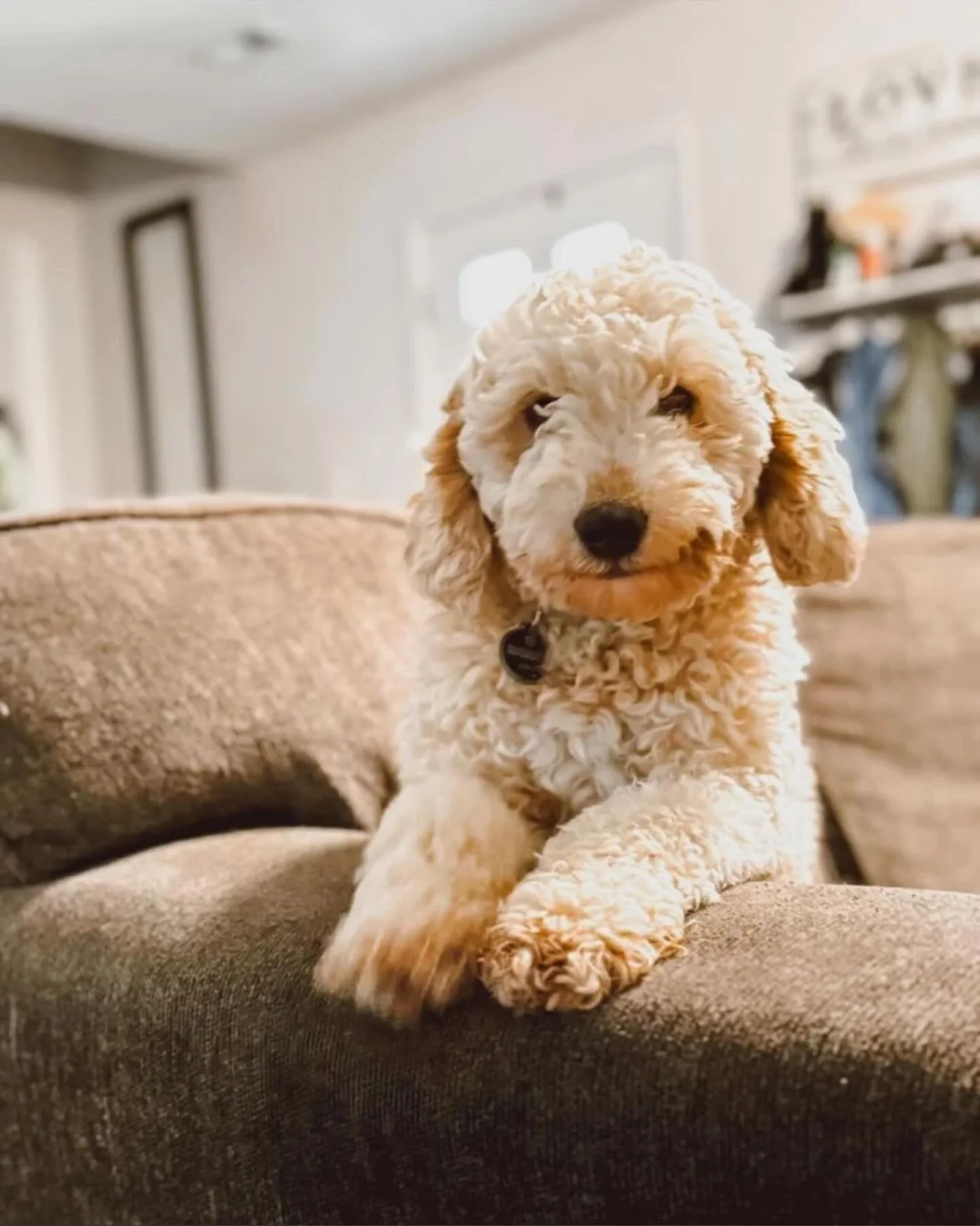 We&rsquo;re excited to announce that Leah&rsquo;s beautiful litter has arrived! 🐾✨

6 handsome male Goldendoodles, all born into a legendary Game of Thrones theme 🐉👑

Each little prince is ready to carry the spirit of Westeros&mdash;strong, loyal,