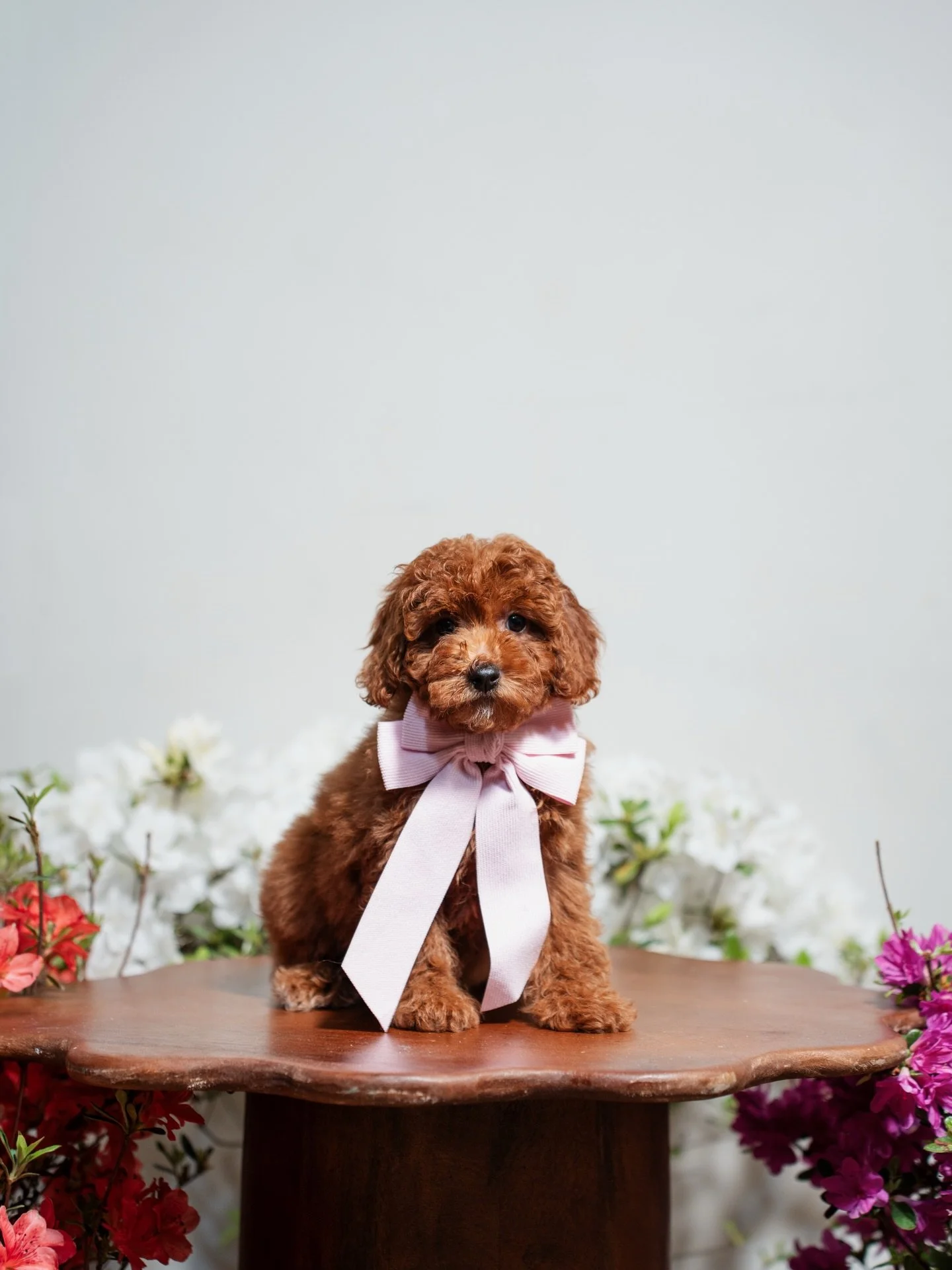 We couldn&rsquo;t resist getting them in front of the camera one more time.

They&rsquo;ve changed so much since we first introduced them. This group has been something special from the start, and honestly, it just keeps getting better.

#BelleMereGo