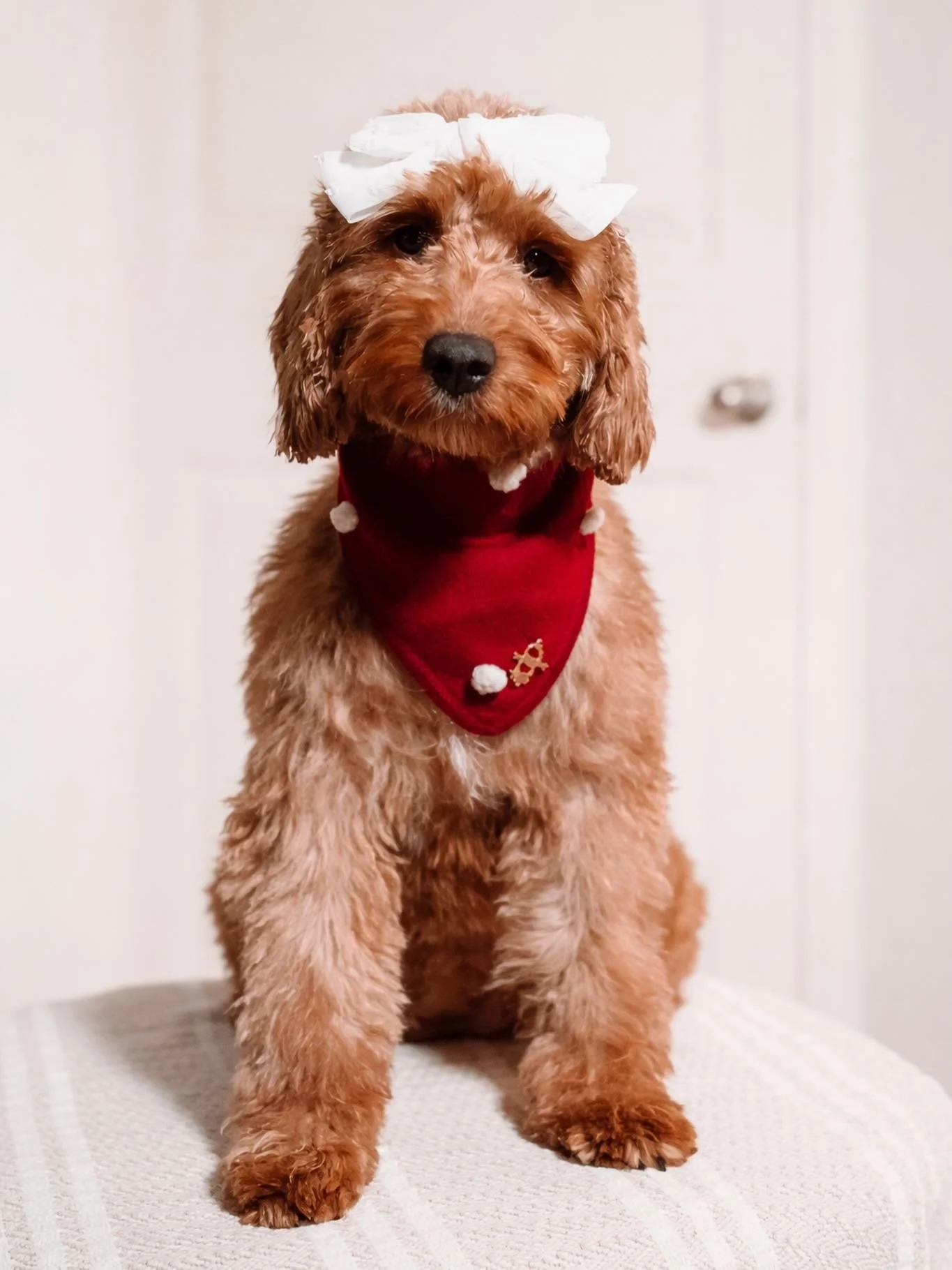 🐾✨ Bellemere Goldendoodles Announcement ✨🐾

Bellemere is happy to announce that our beautiful girl Stormi has welcomed her litter of 6 adorable puppies! 💕🐶

These sweet babies are already stealing hearts and will be the perfect loving companions 