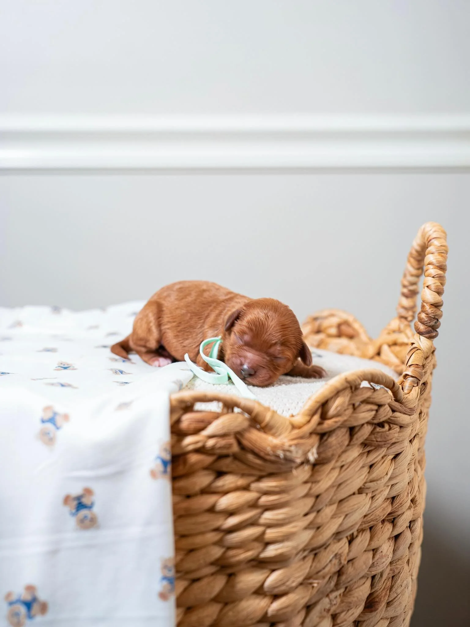 Meet our newest little stars&hellip; and trust us, this cast is unforgettable 🐾✨

Straight from our very own version of Stranger Things, these pups bring the perfect mix of sweetness, charm, and personality&mdash;each one as special as the next 💕

