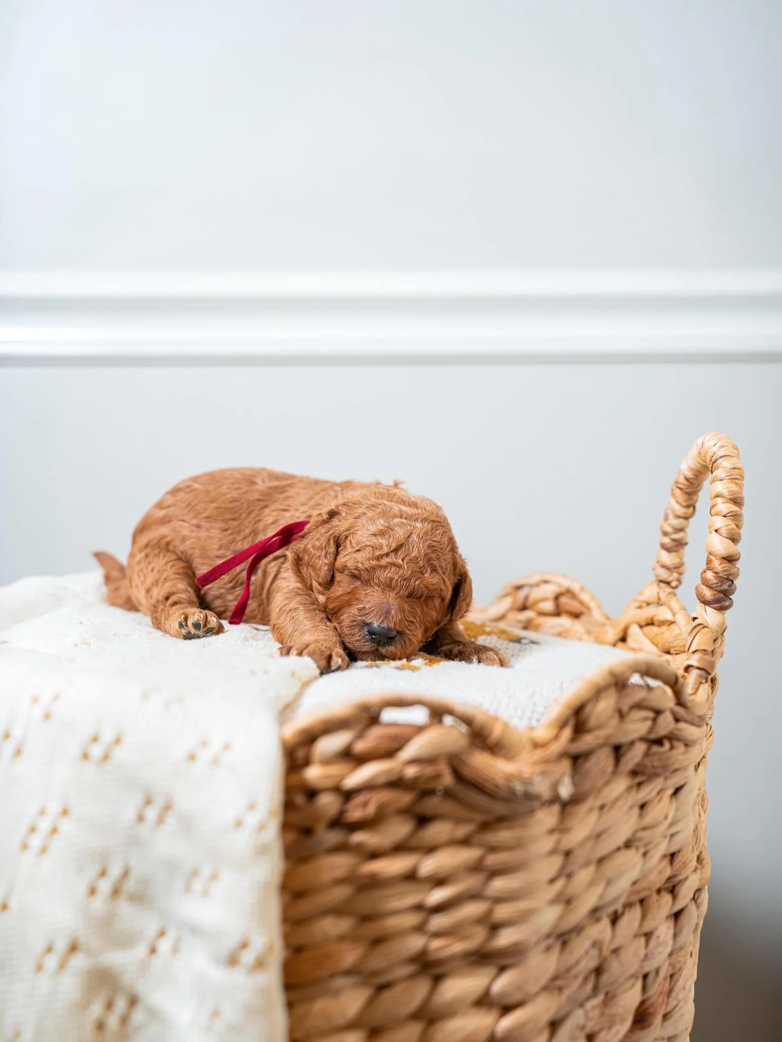 🐾✨ Fresh Little Blessings ✨🐾

Sophie&rsquo;s newborn puppies are as sweet as they come 💕
they spend their days snuggled up, growing stronger, and soaking up all the love 🐶

There&rsquo;s something so special about this stage &mdash; tiny noses, s