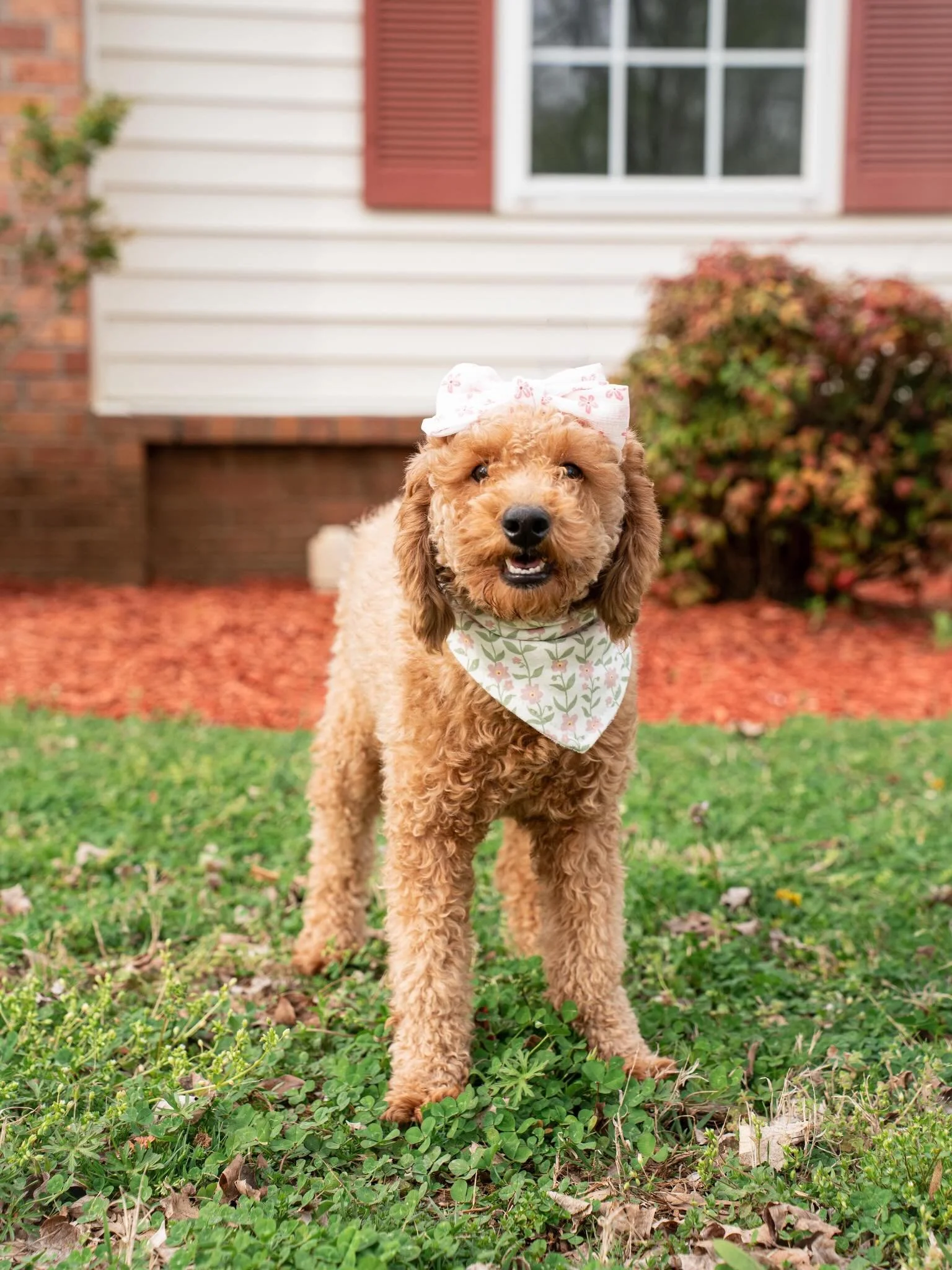 Our beautiful girl Cali has welcomed her adorable litter of 4 Mini Goldendoodles! 💕🐶

This sweet group includes 3 handsome boys and 1 precious girl, featuring stunning apricot coats and a rare tuxedo coat pattern 🤍✨

🏡 Ready to go home: June 27

