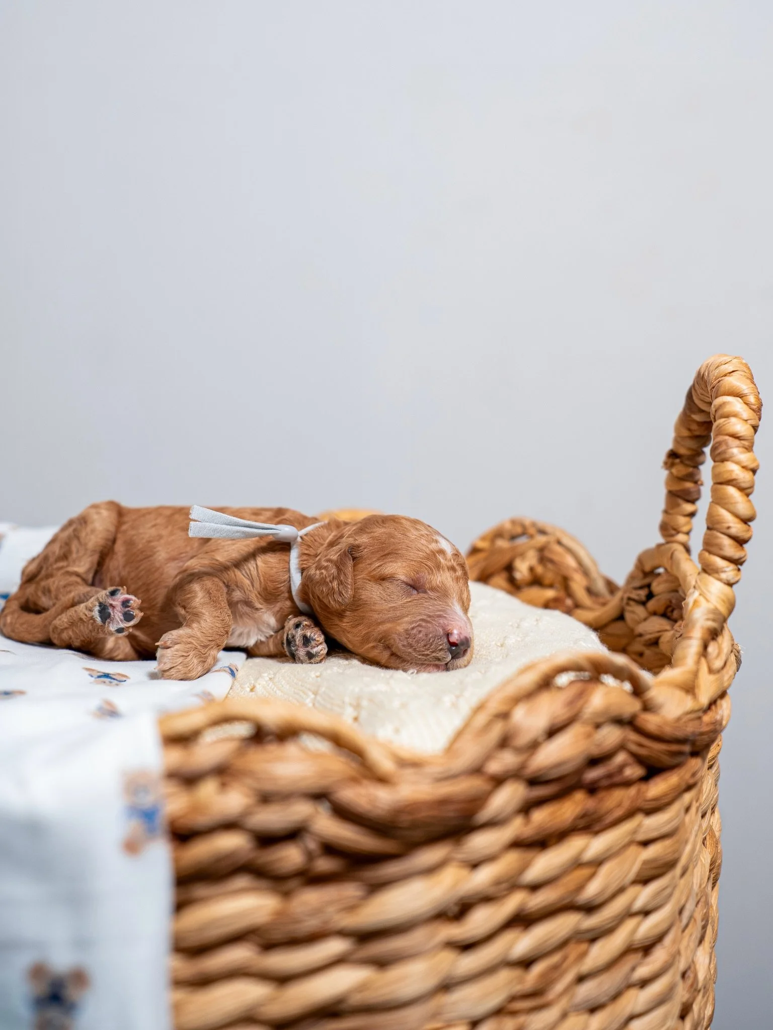 Say hello to Leah&rsquo;s royal litter of F1bb Mini Goldendoodles &mdash; a stunning group of little lords, each inspired by the legendary world of Game of Thrones 👑🐉

These six handsome boys are ready to steal hearts and claim their forever kingdo