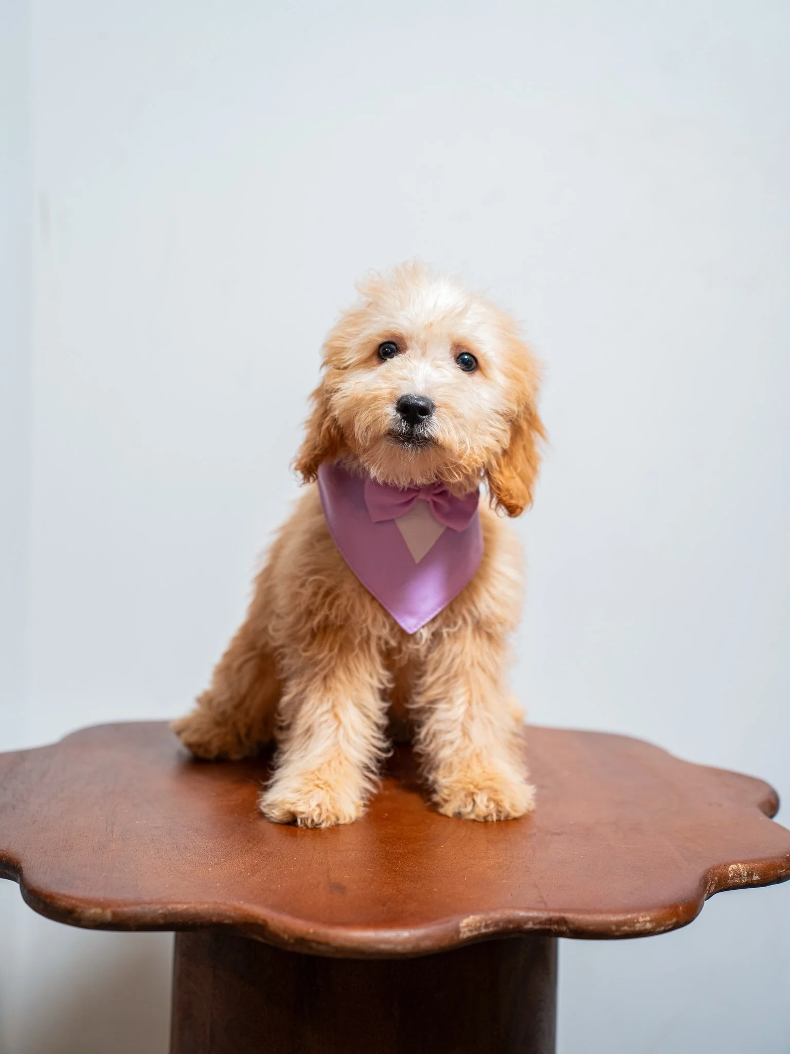 Juliet&rsquo;s babies keep getting cuter by the day! 

If you&rsquo;re interested in one of these little ones don&rsquo;t hesitate to reach out! 

#PuppyLove #MiniGoldendoodle #DoodleLife