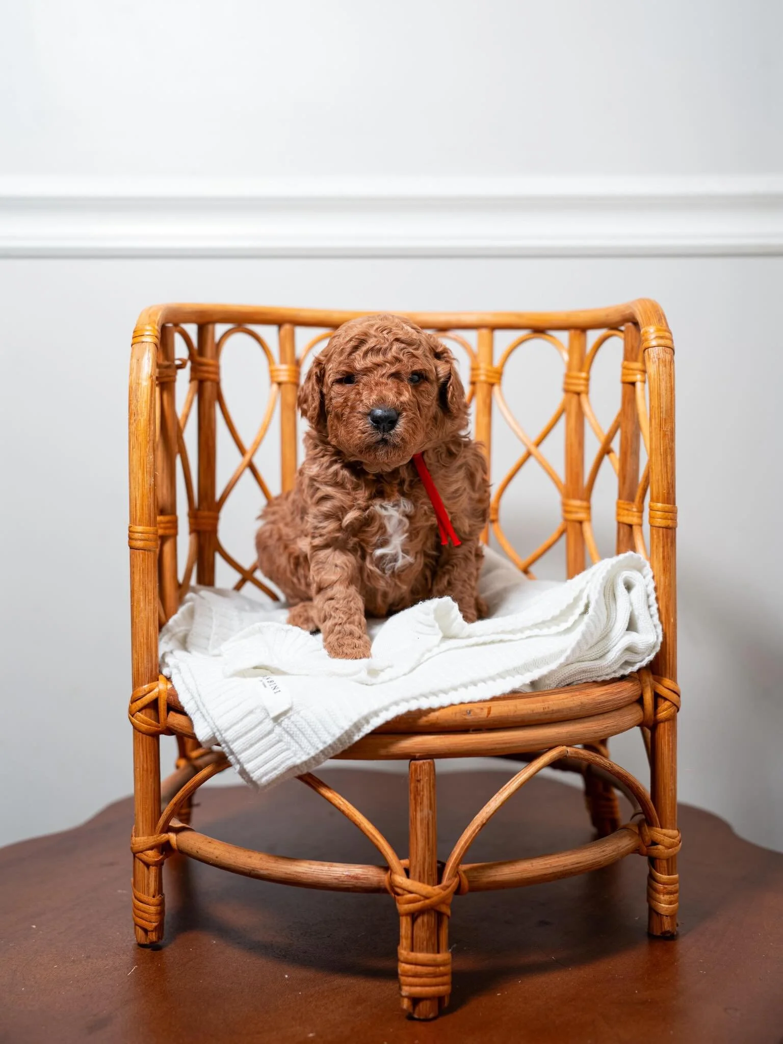 🍯🐾 Winnie the Pooh Litter Update &ndash; 4 Weeks Old! 🐾🍯

Our sweet little crew inspired by Winnie-the-Pooh is officially 4 weeks old and getting cuter by the day! 💛

These babies are starting to show their personalities, becoming more playful, 