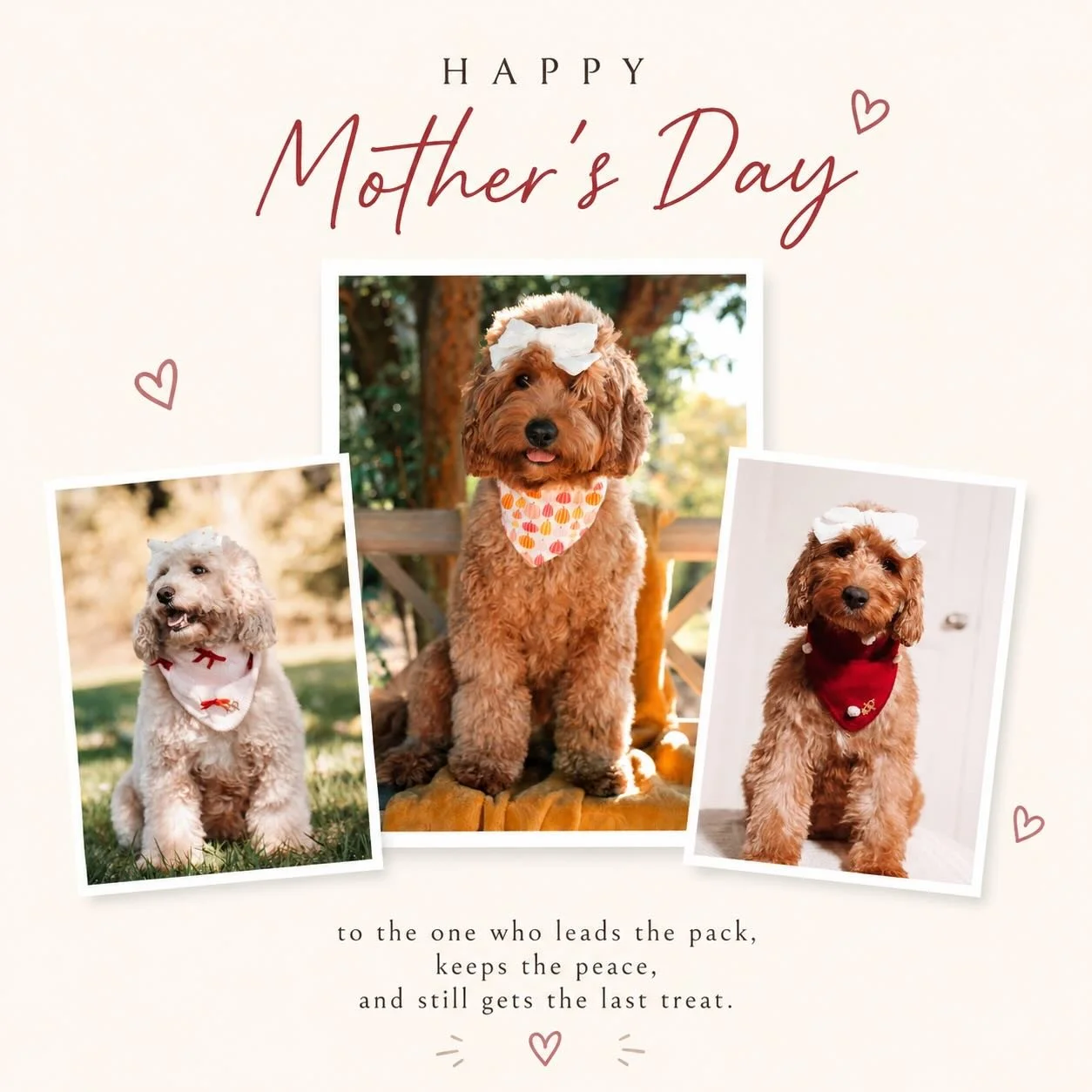 From Bellemere to all the moms around the world &mdash; we wish you a very Happy Mother&rsquo;s Day 💐🐾

Thank you for the endless love, patience, cuddles, and care you give every single day. Today we celebrate YOU and all the little moments that ma