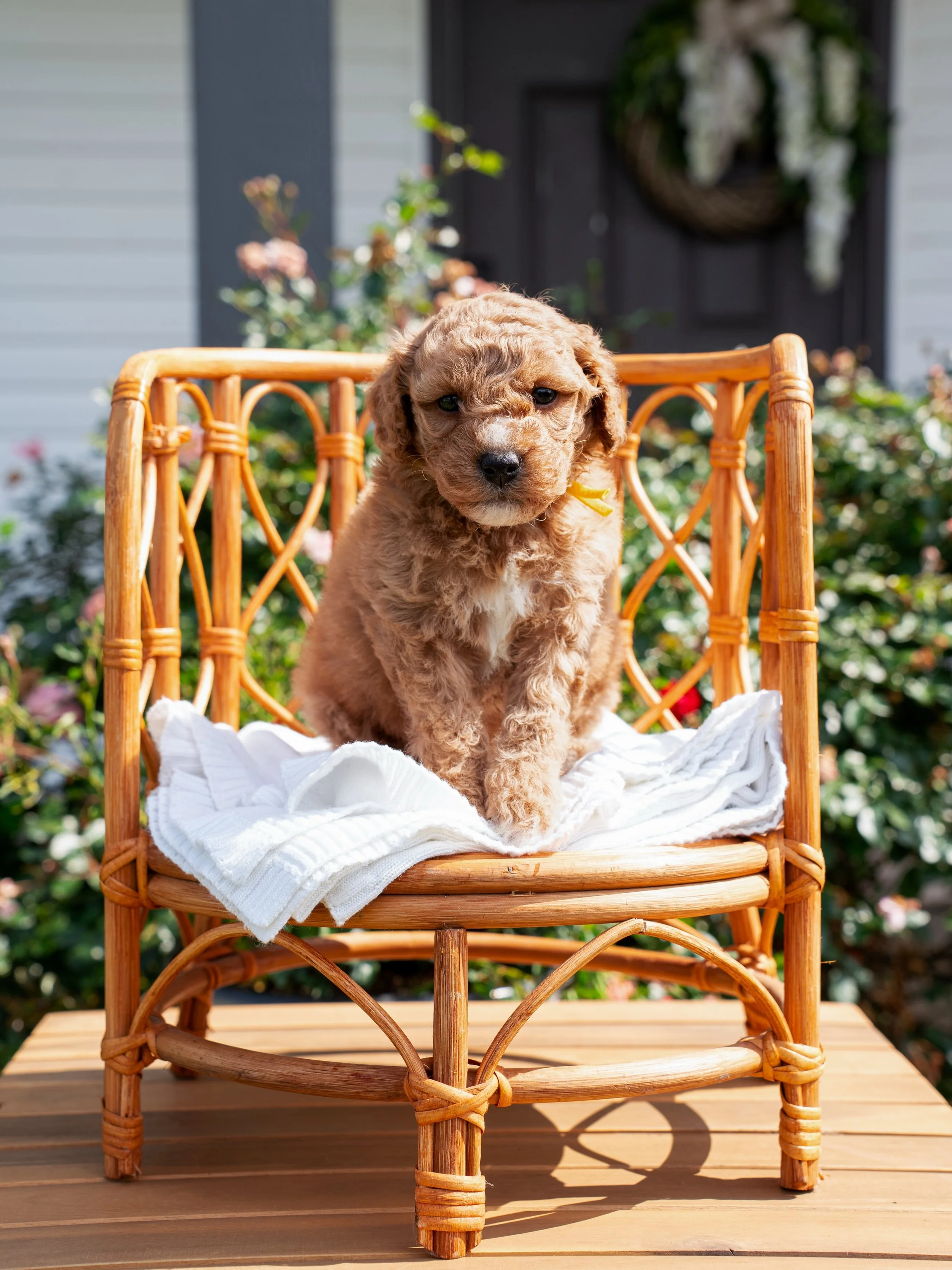 Leah&rsquo;s puppies just keep getting cuter by the day! These little ones have been a blast to raise so far. 
.
.
.
.
.
.
.
.
#bellemeregoldendoodles #goldendoodlepuppy #doodlelove #pupsofclarksville #doodlelife