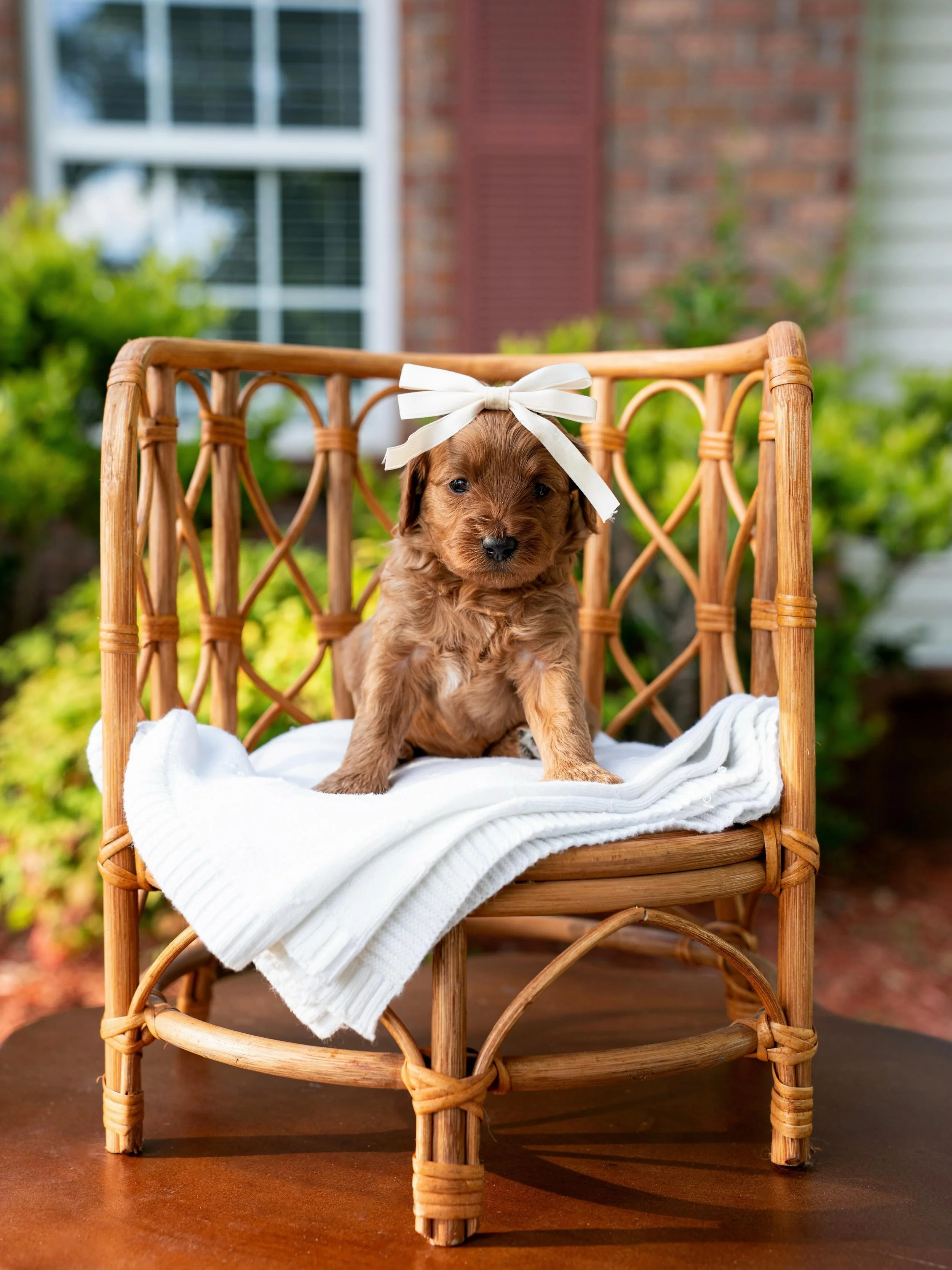 🕷️✨ Stormi&rsquo;s puppies are the cutest little things! This time around we went with a fun Stranger Things theme and we are absolutely obsessed with this adorable little cast of characters 🐾❤️

Meet the crew:
🐶 Noah &ndash; Guardian Program
🐶 E