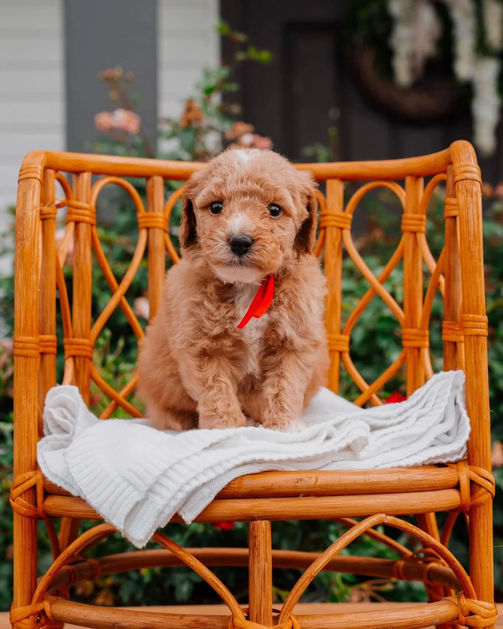 Say hello to Drogo, our handsome F1bb Mini Goldendoodle with a fierce Game of Thrones theme! 🐾👑
Small in size, but already ruling the kingdom with those adorable puppy eyes. Ready to find his forever home and become someone&rsquo;s loyal little pro