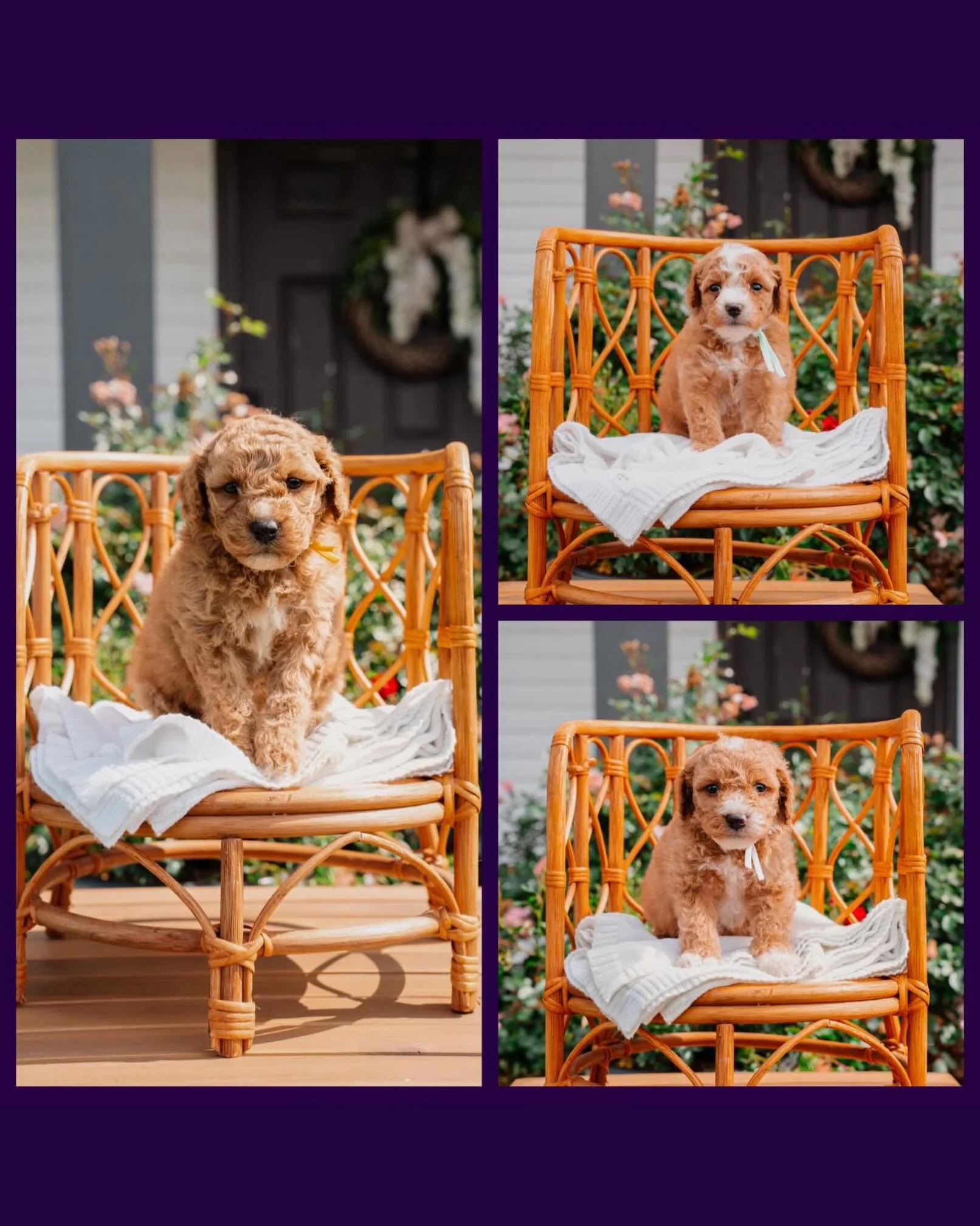 Say hello to our adorable F1bb Goldendoodles from our Game of Thrones themed litter! These little warriors are ready to melt hearts and bring joy to their future forever homes. Cute, cuddly, and full of personality &mdash; each puppy is a tiny prince